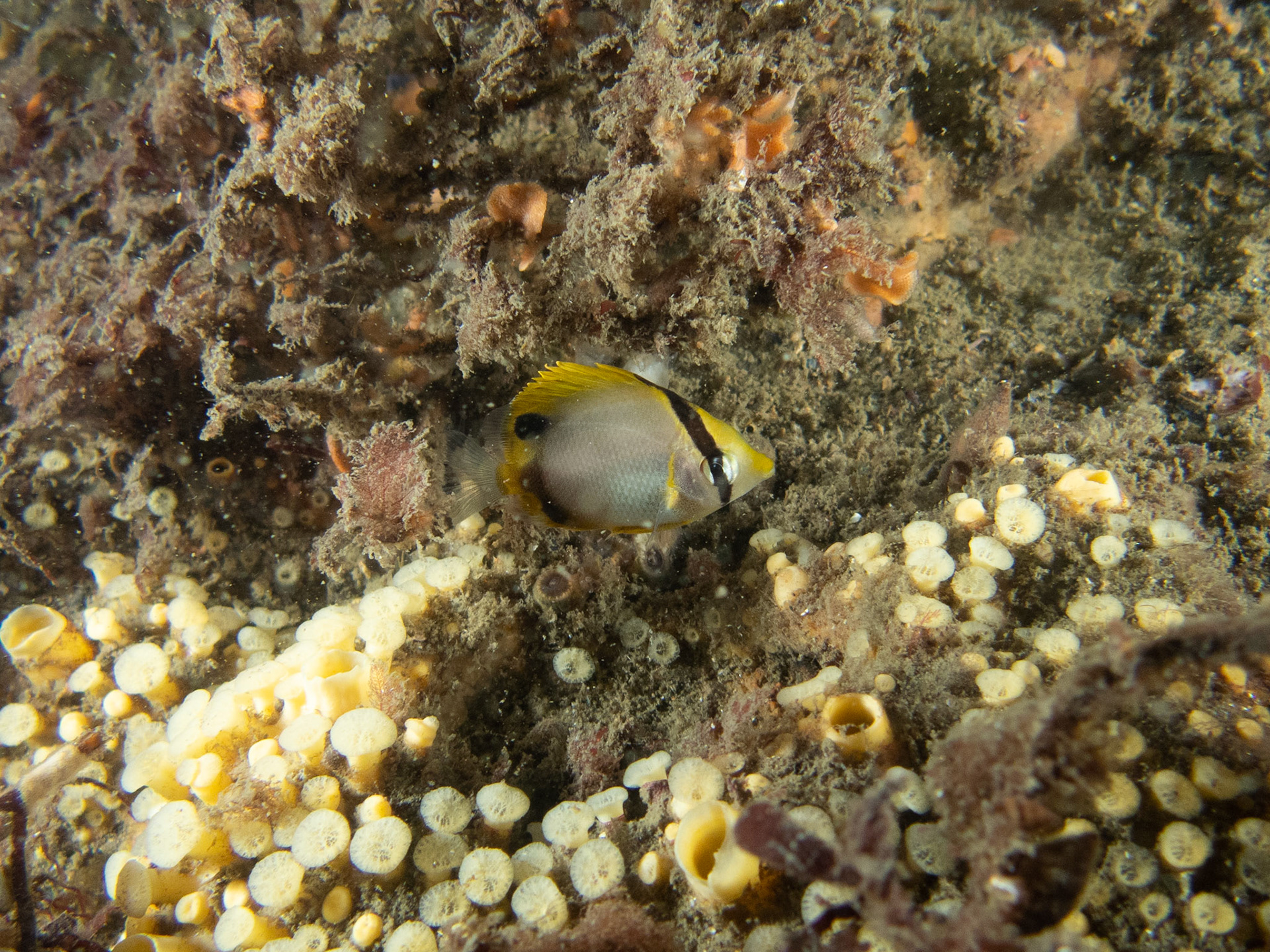 Juvenile spotfin butterfly