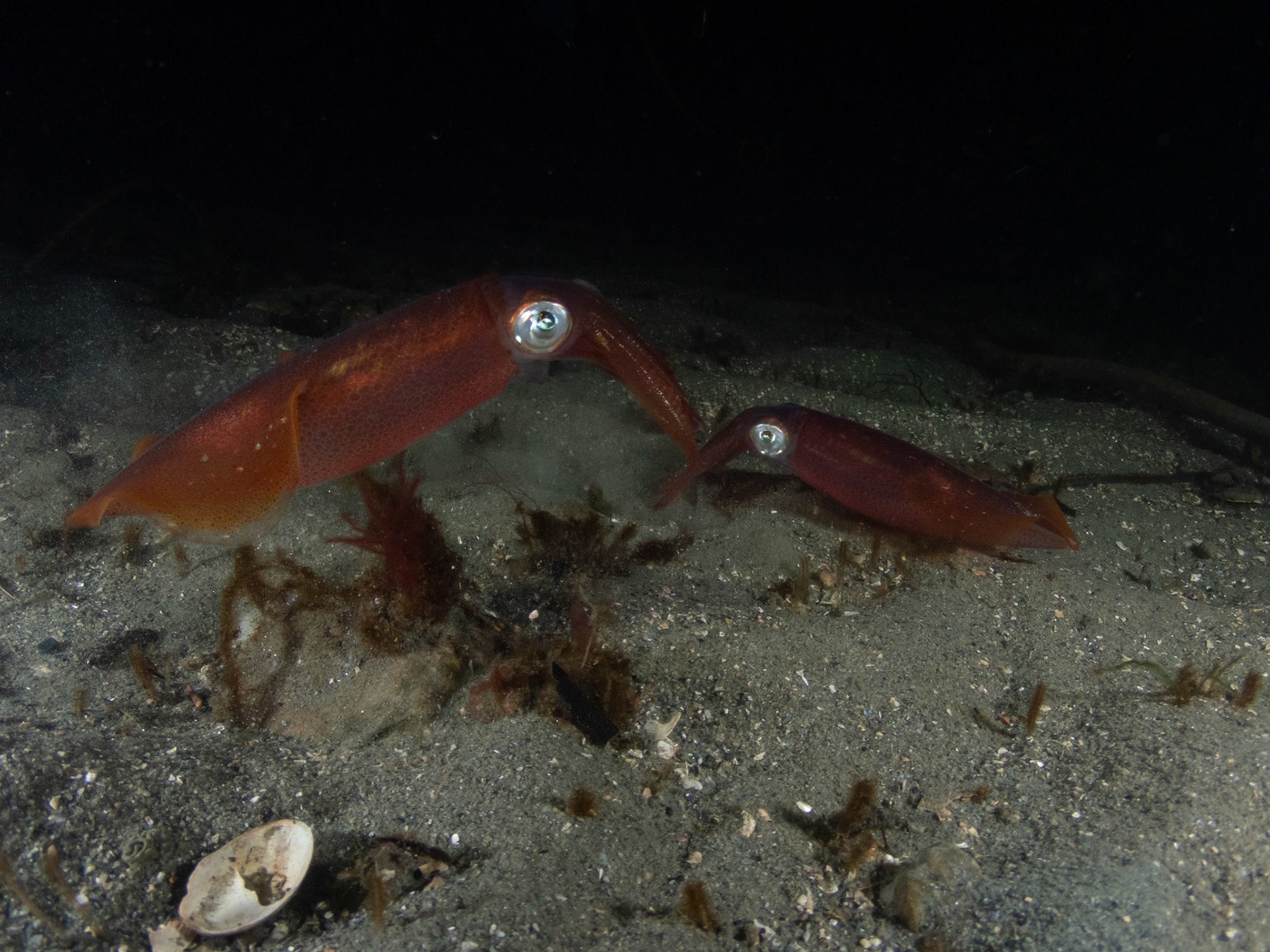 Squid pals