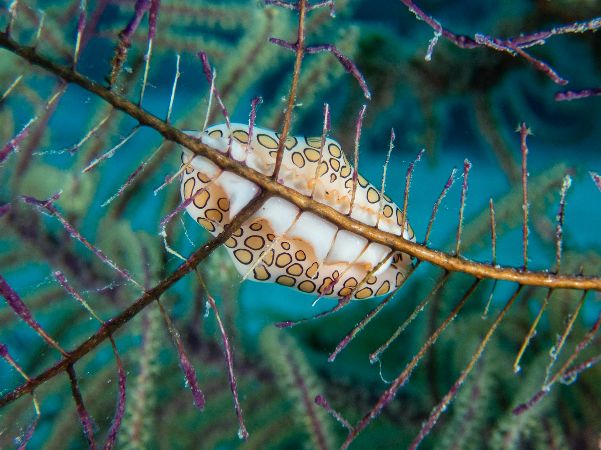 Flamingo Tongue