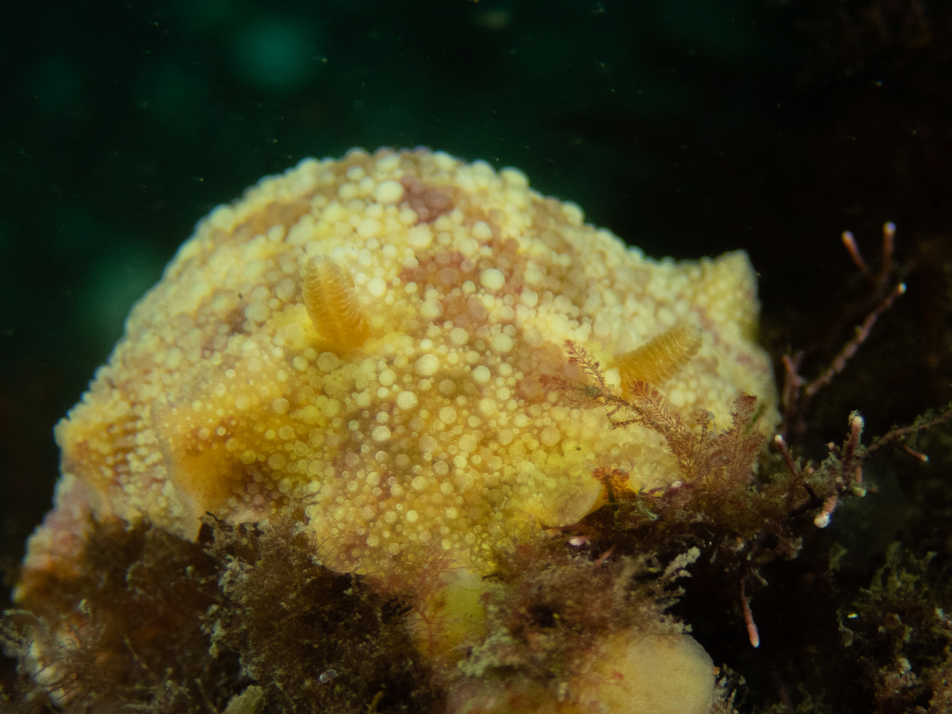 Sea Lemon