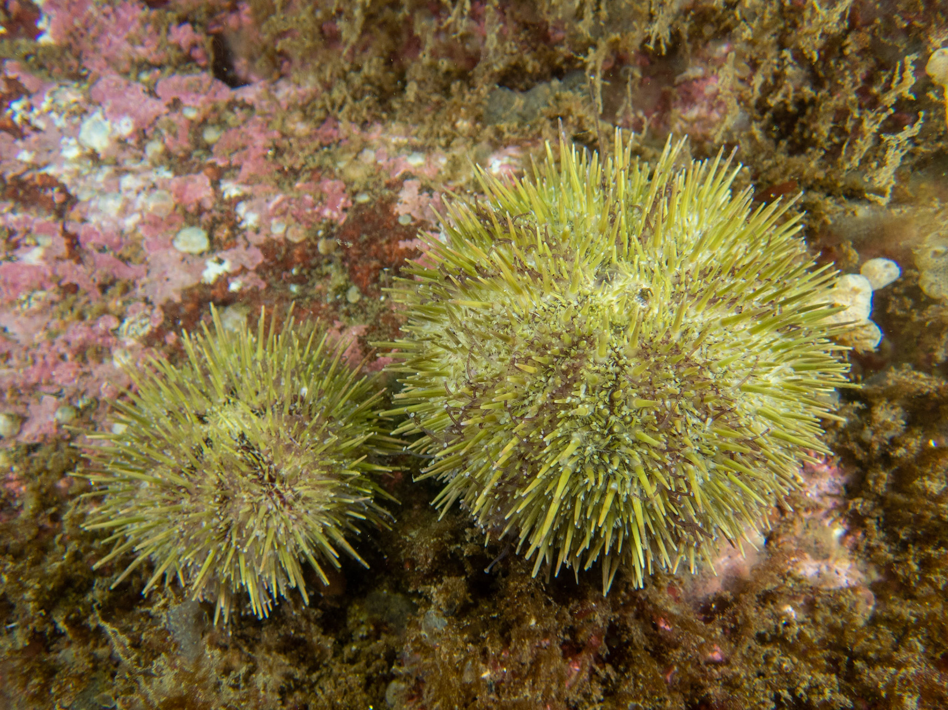 Green Urchins