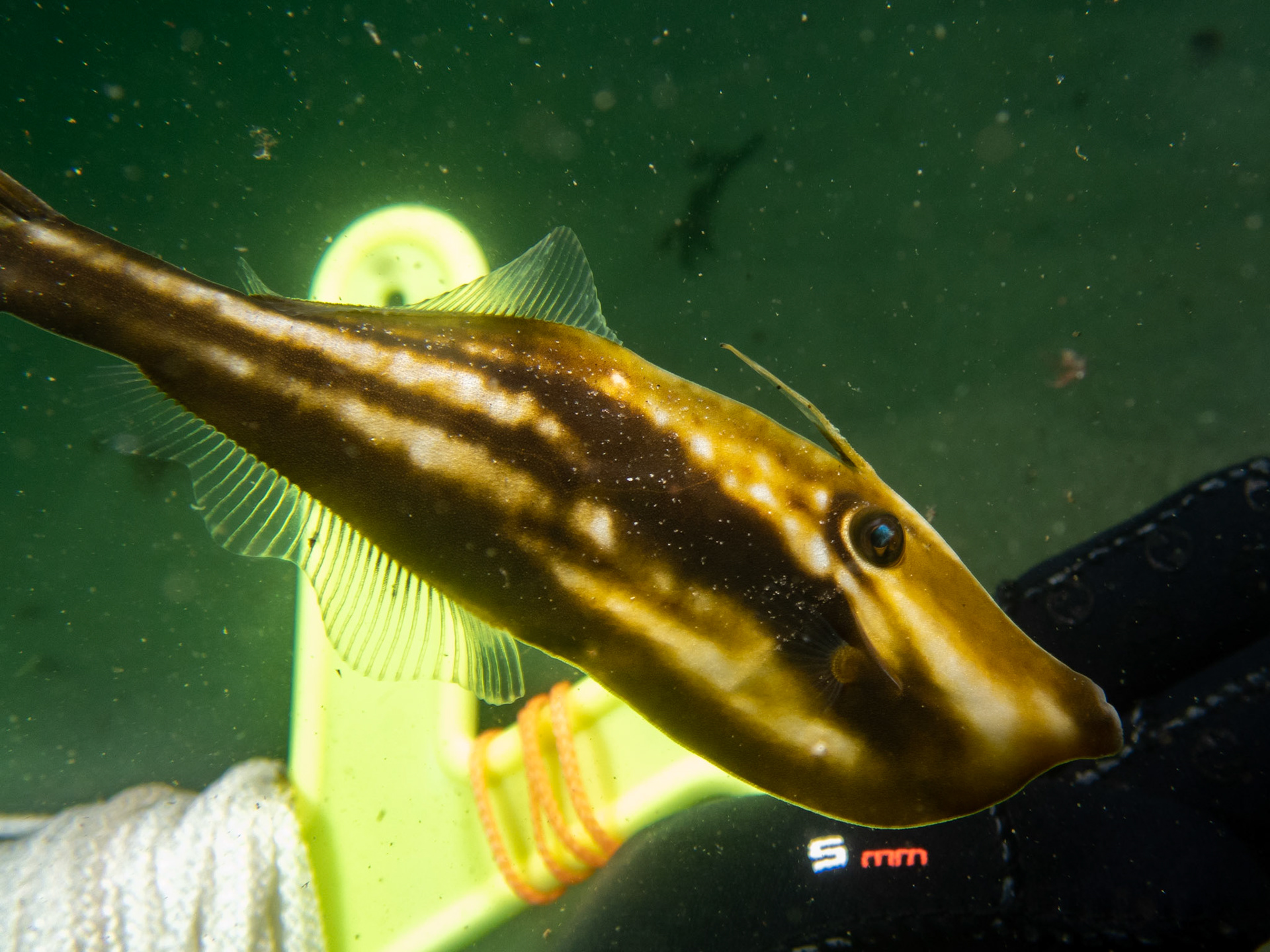 File fish hanging in the shallows