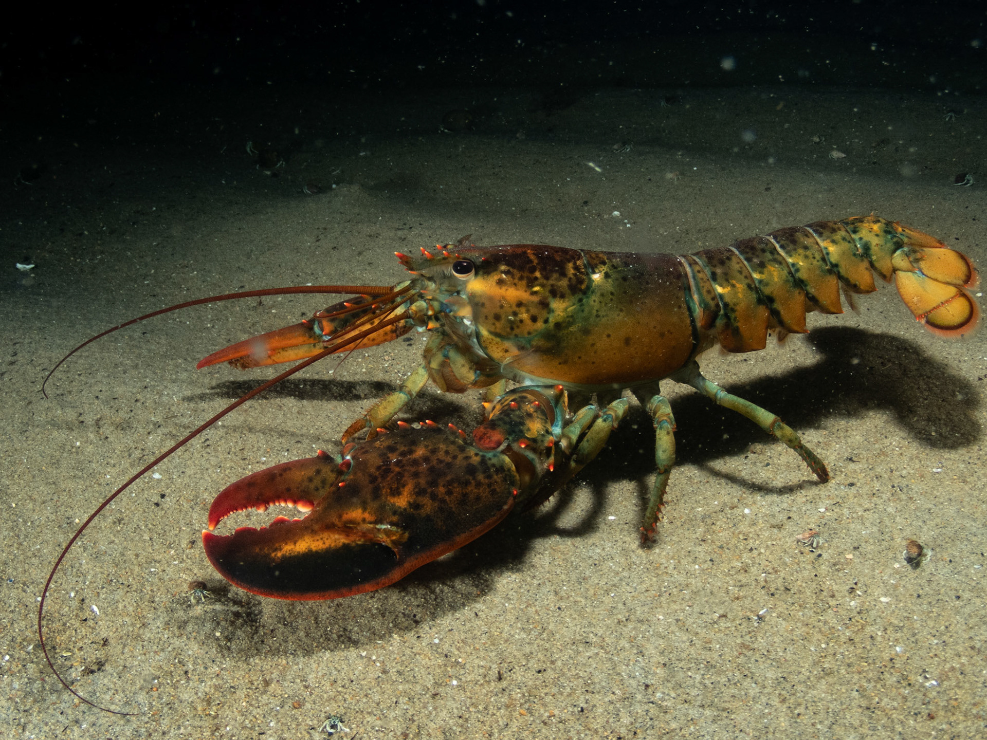 American Lobster