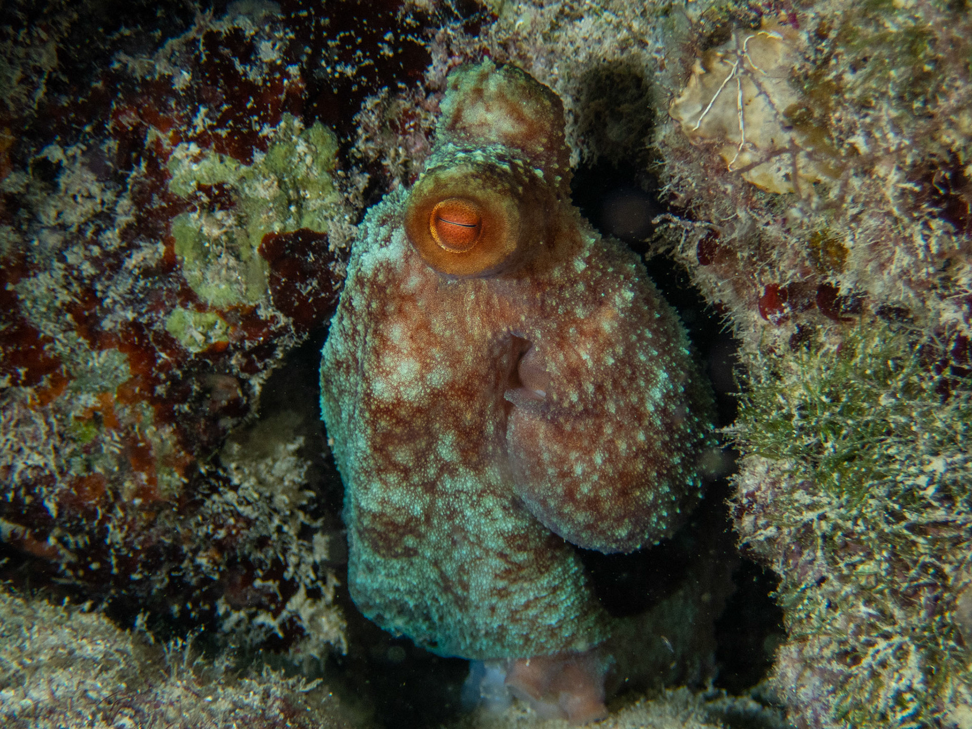 Caribbean Reef Octopus