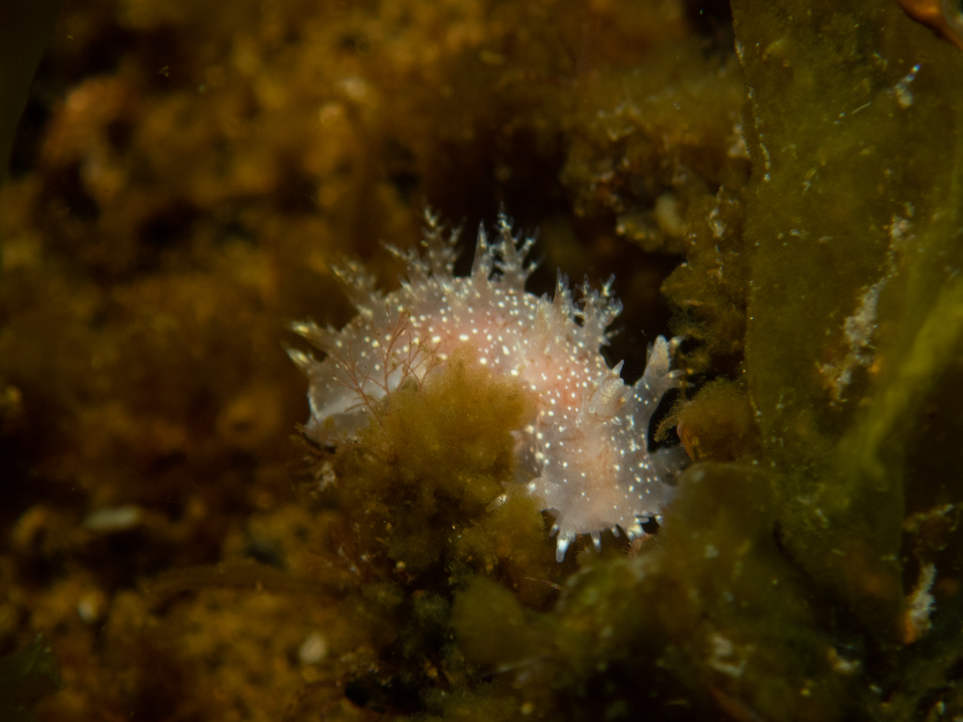 Dendronotus frondosus