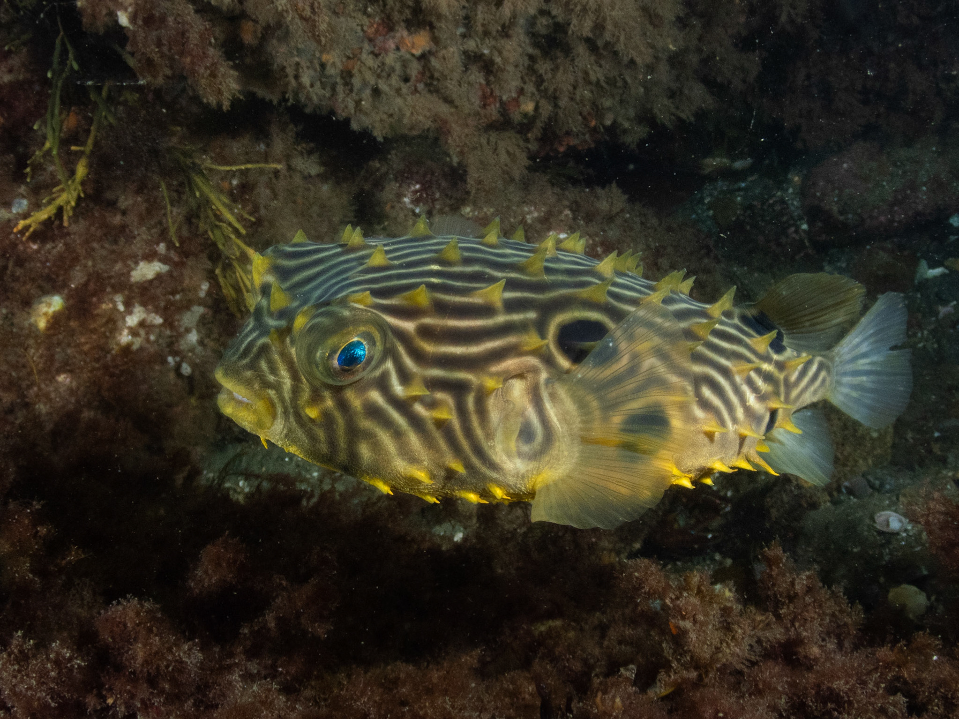 Spotted burrfish
