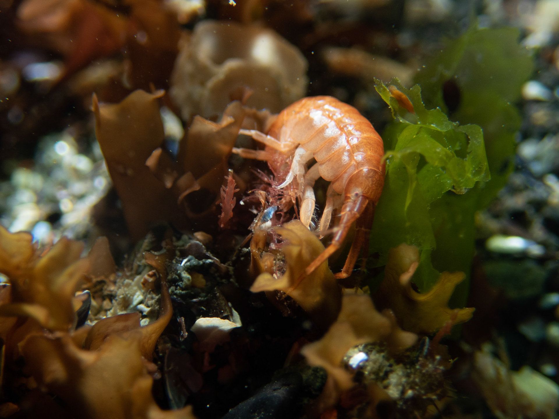 Baltic Isopod