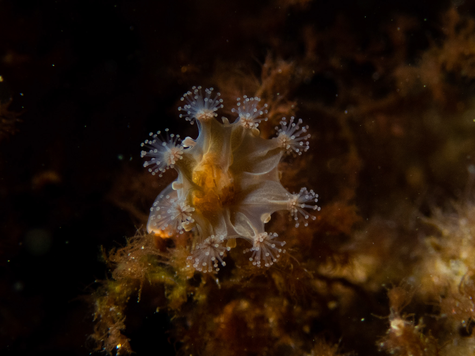 Stalked jellyfish