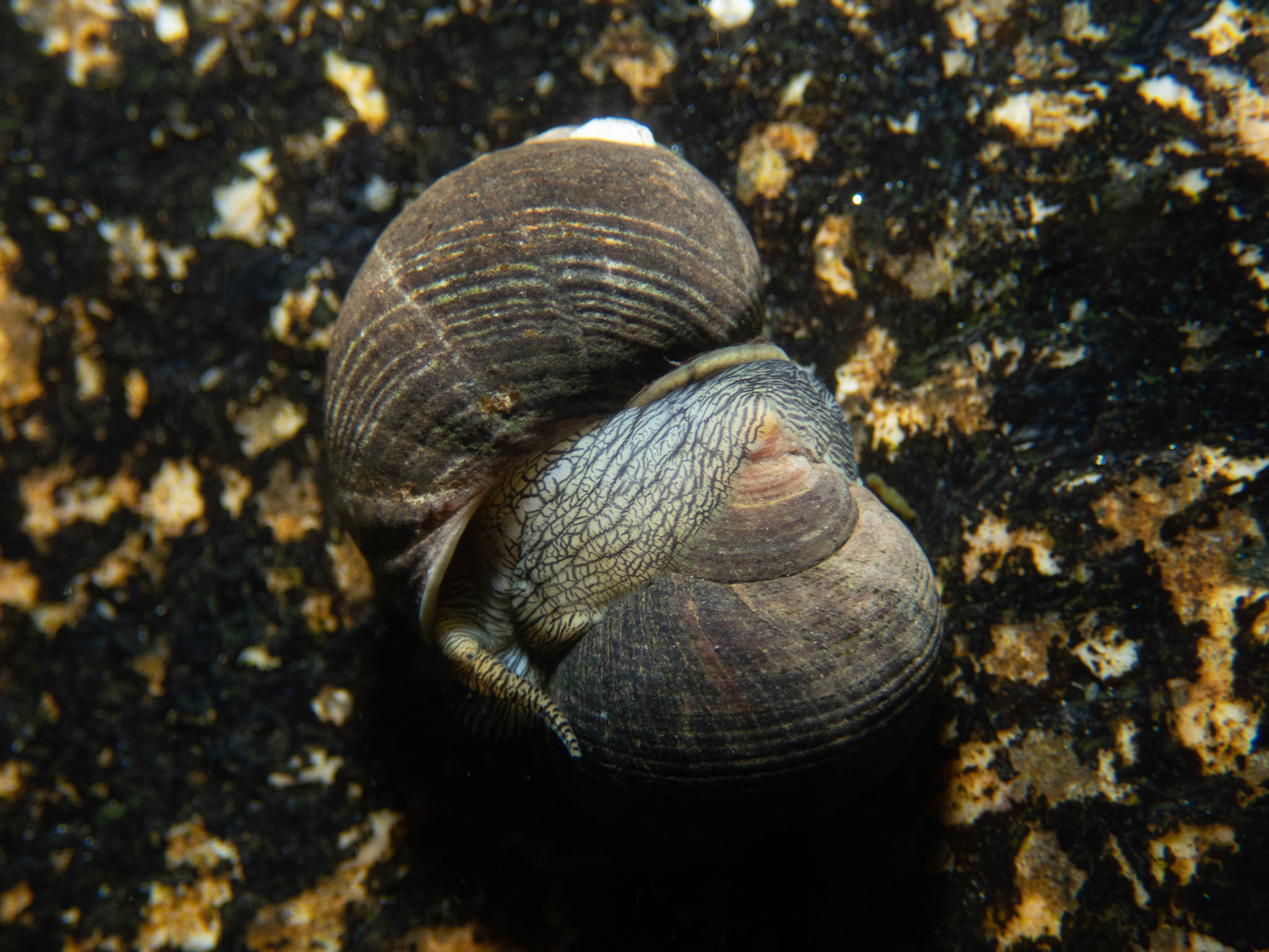 Periwinkle battle? Mating?