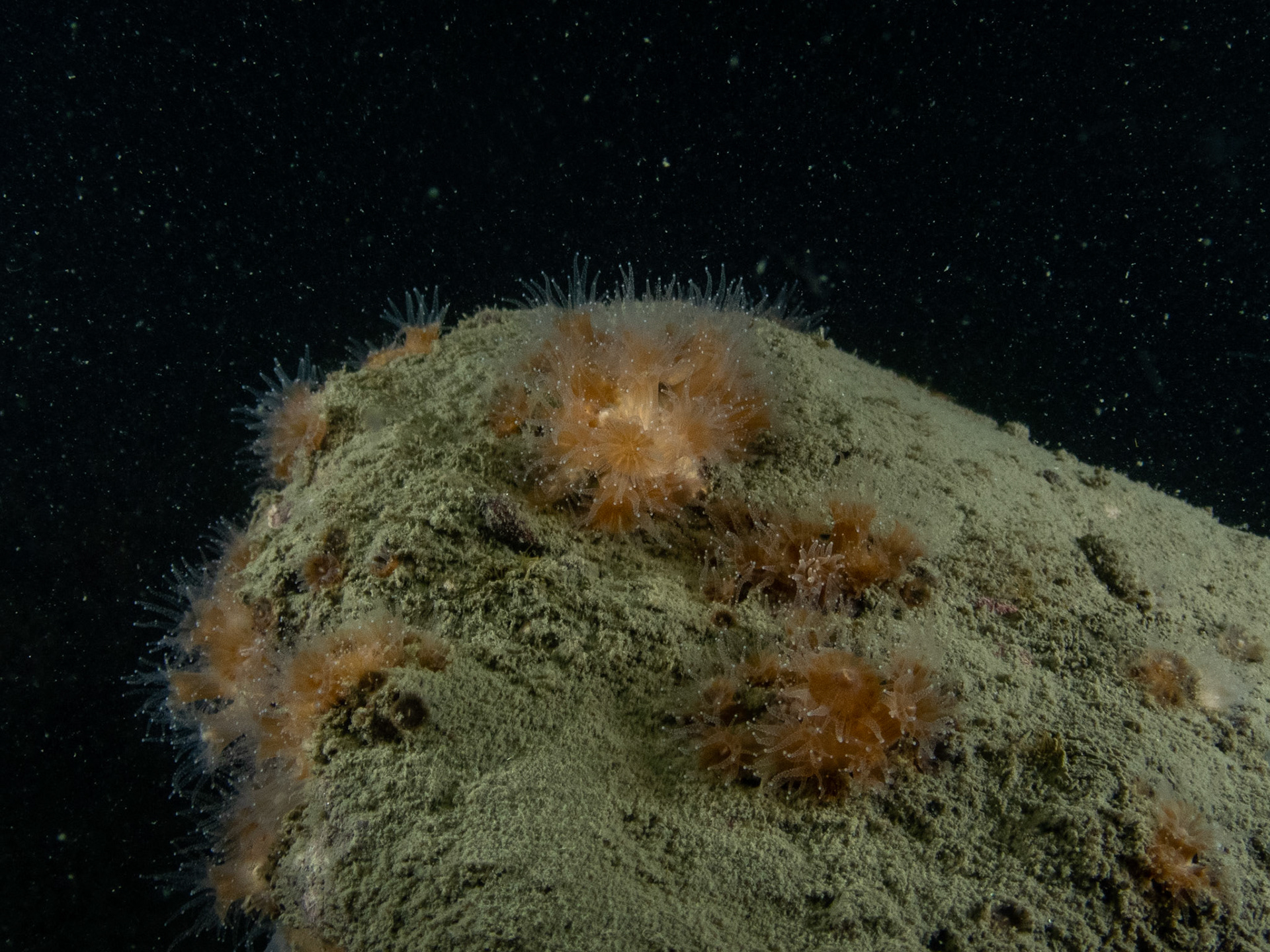 Northern star coral