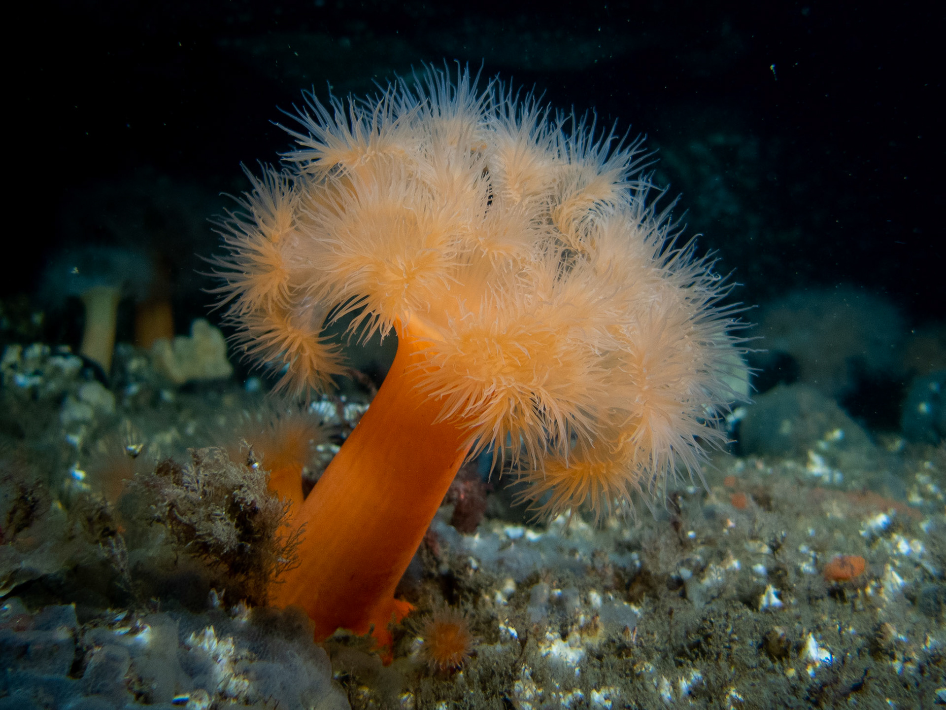 Frilled anemone