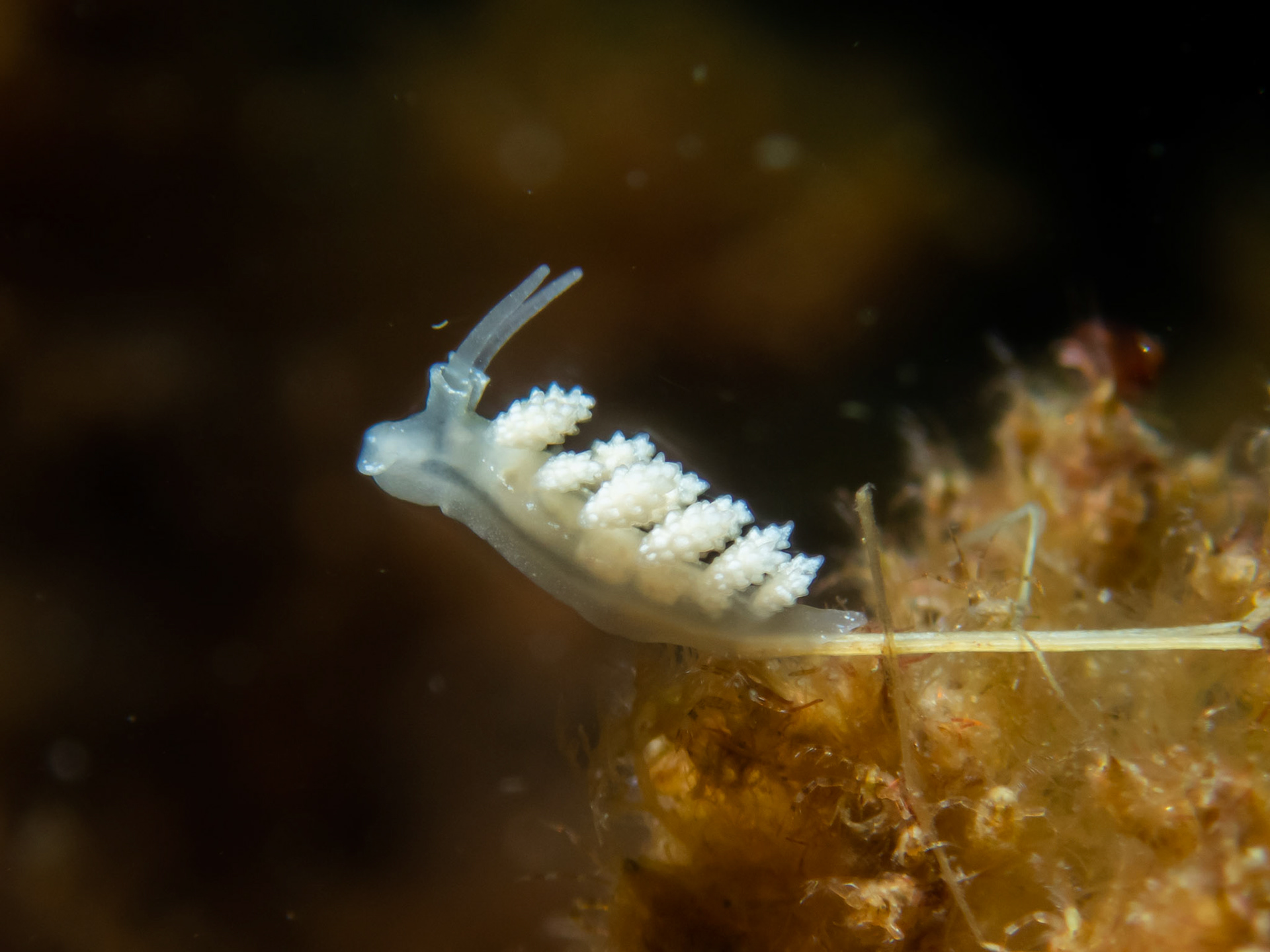 Doto coronata