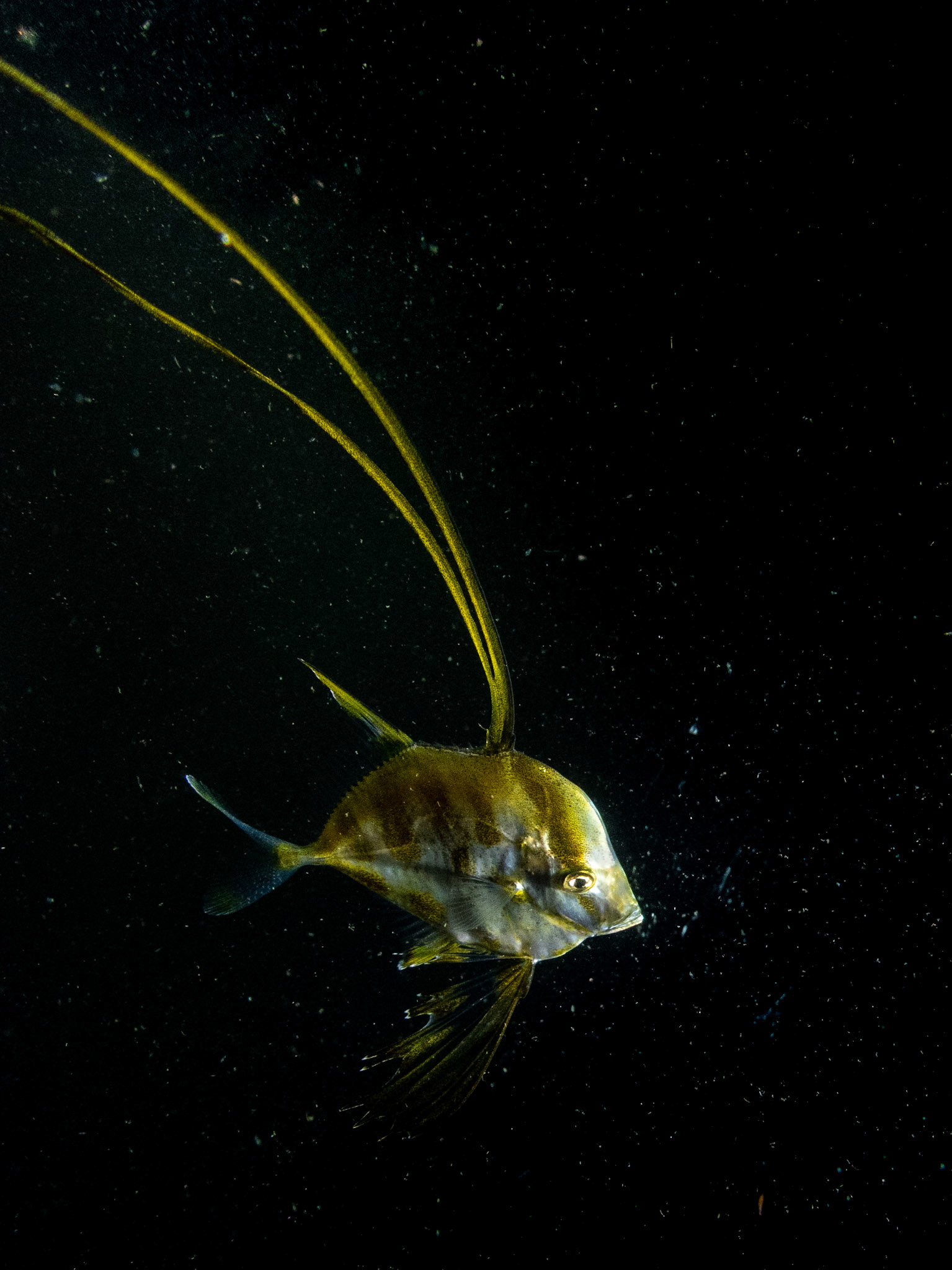 Juvenile lookdown