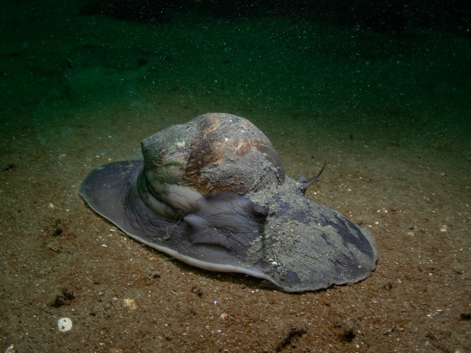 Moon snail on the move