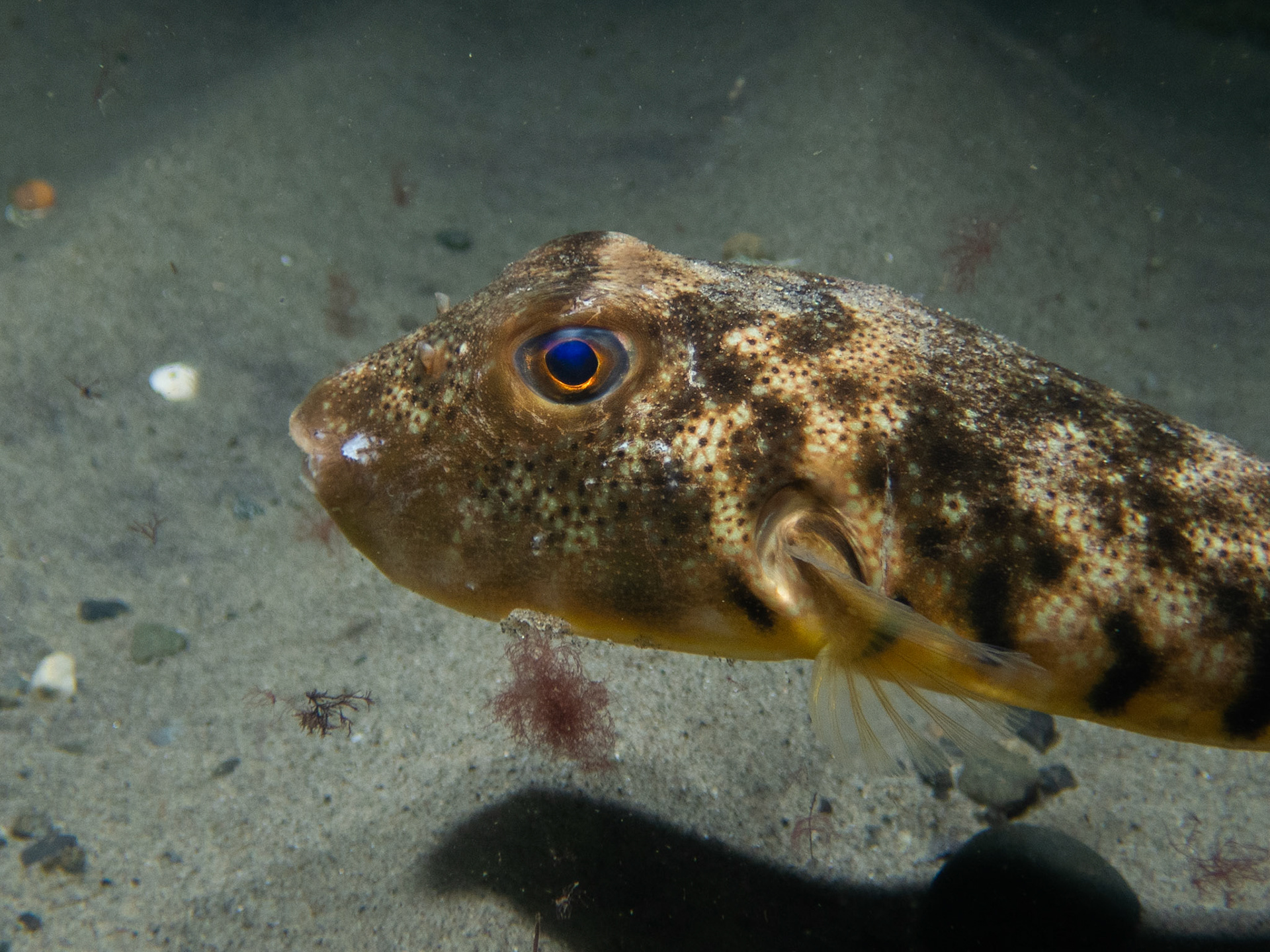 Northern Puffer