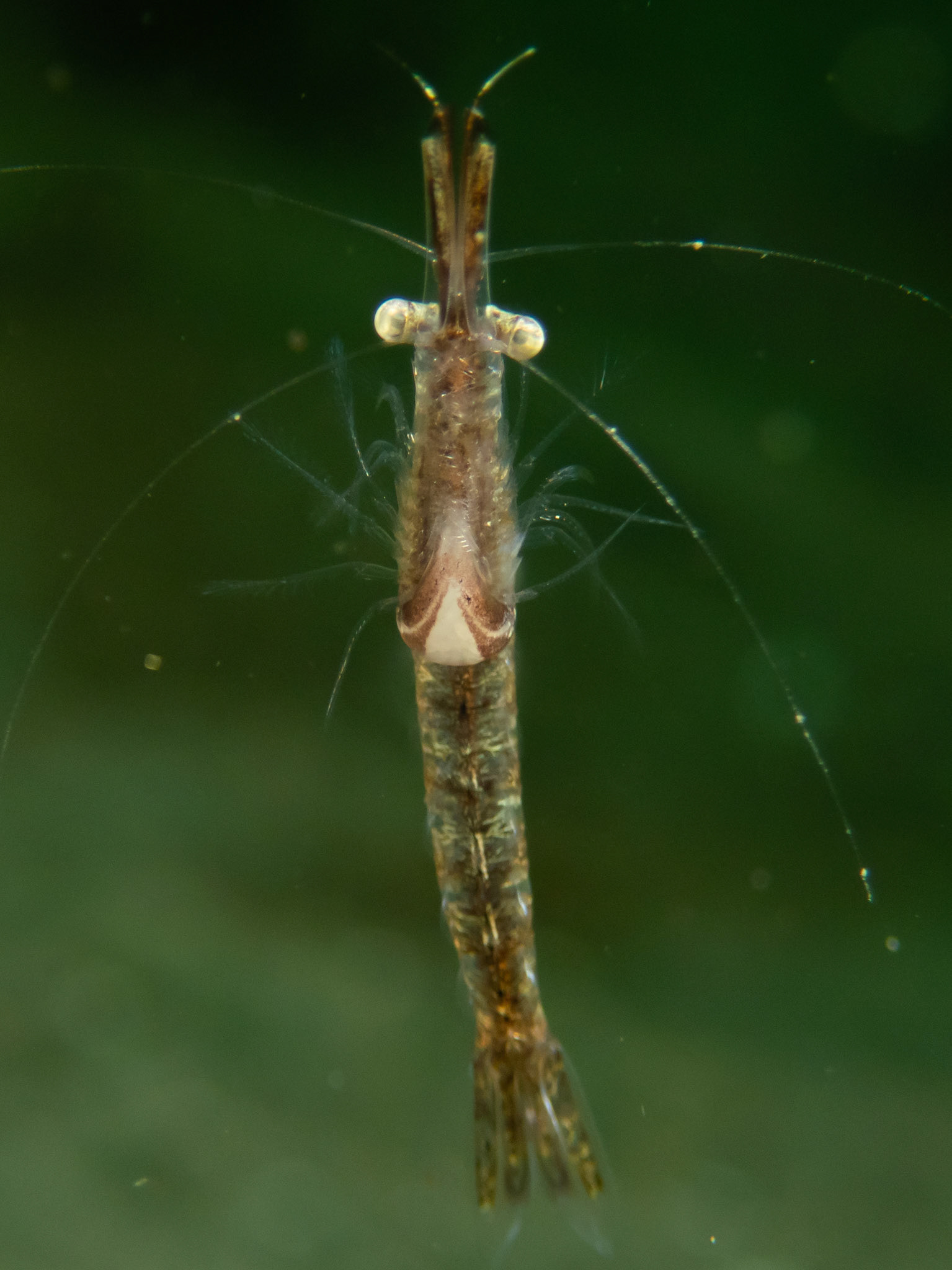 Sand shrimp