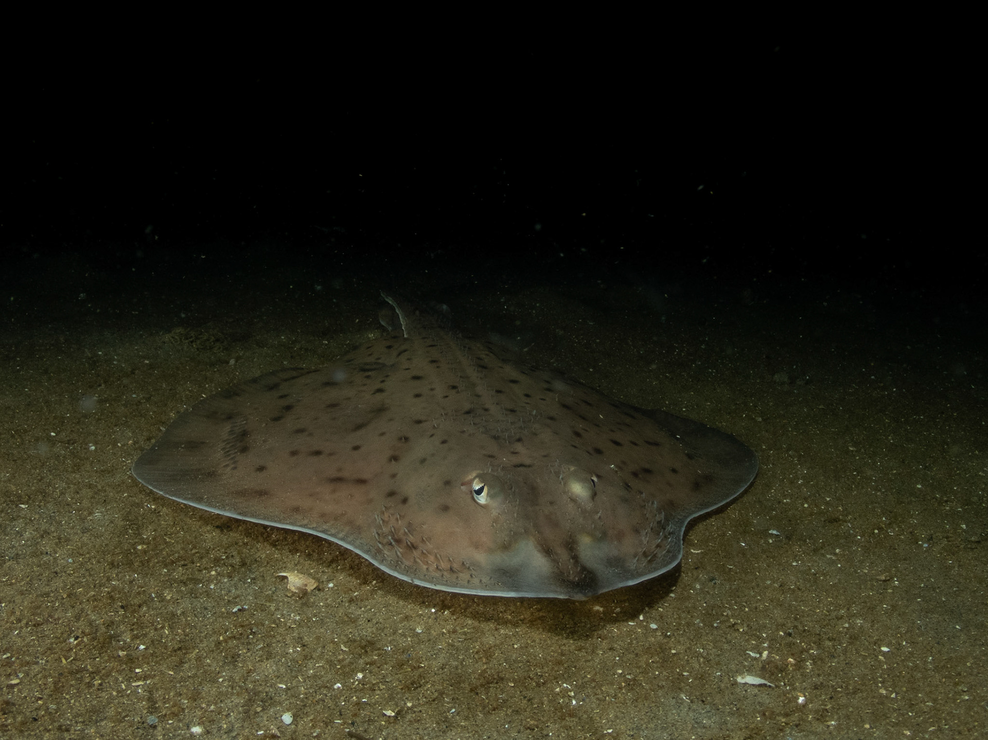 Skate emerges from the darkness