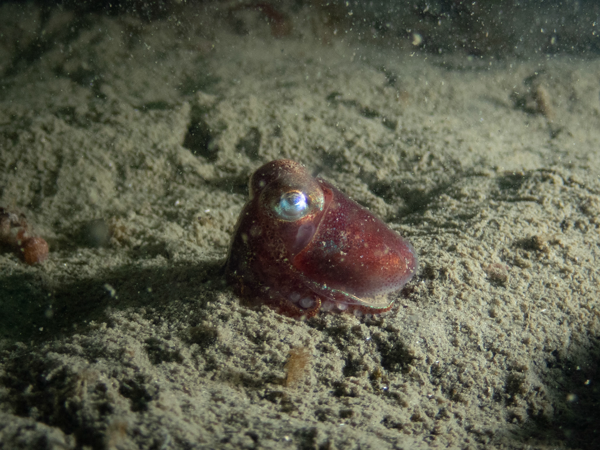 Bobtail squid