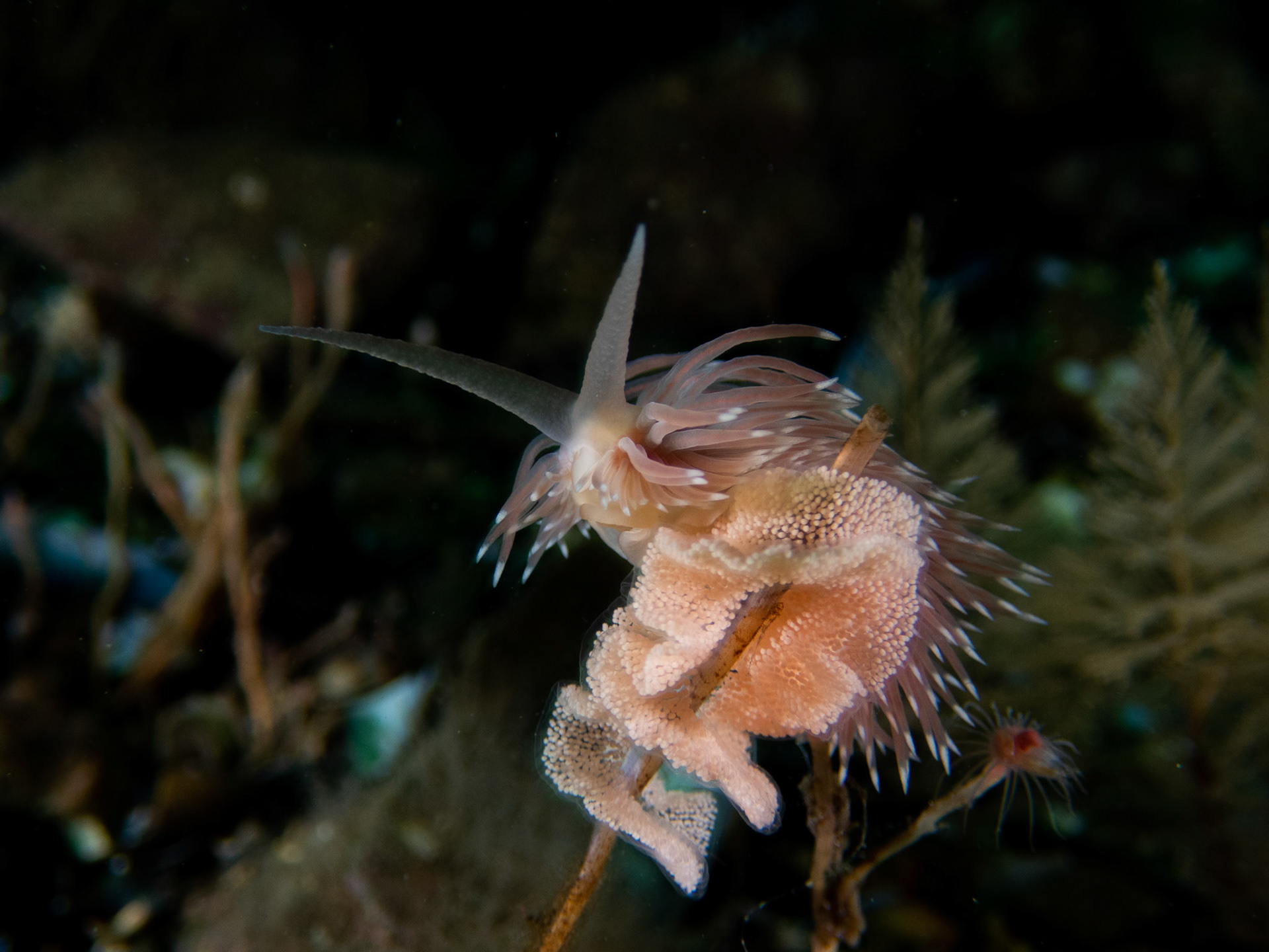 Flabellina verilli laying eggs!