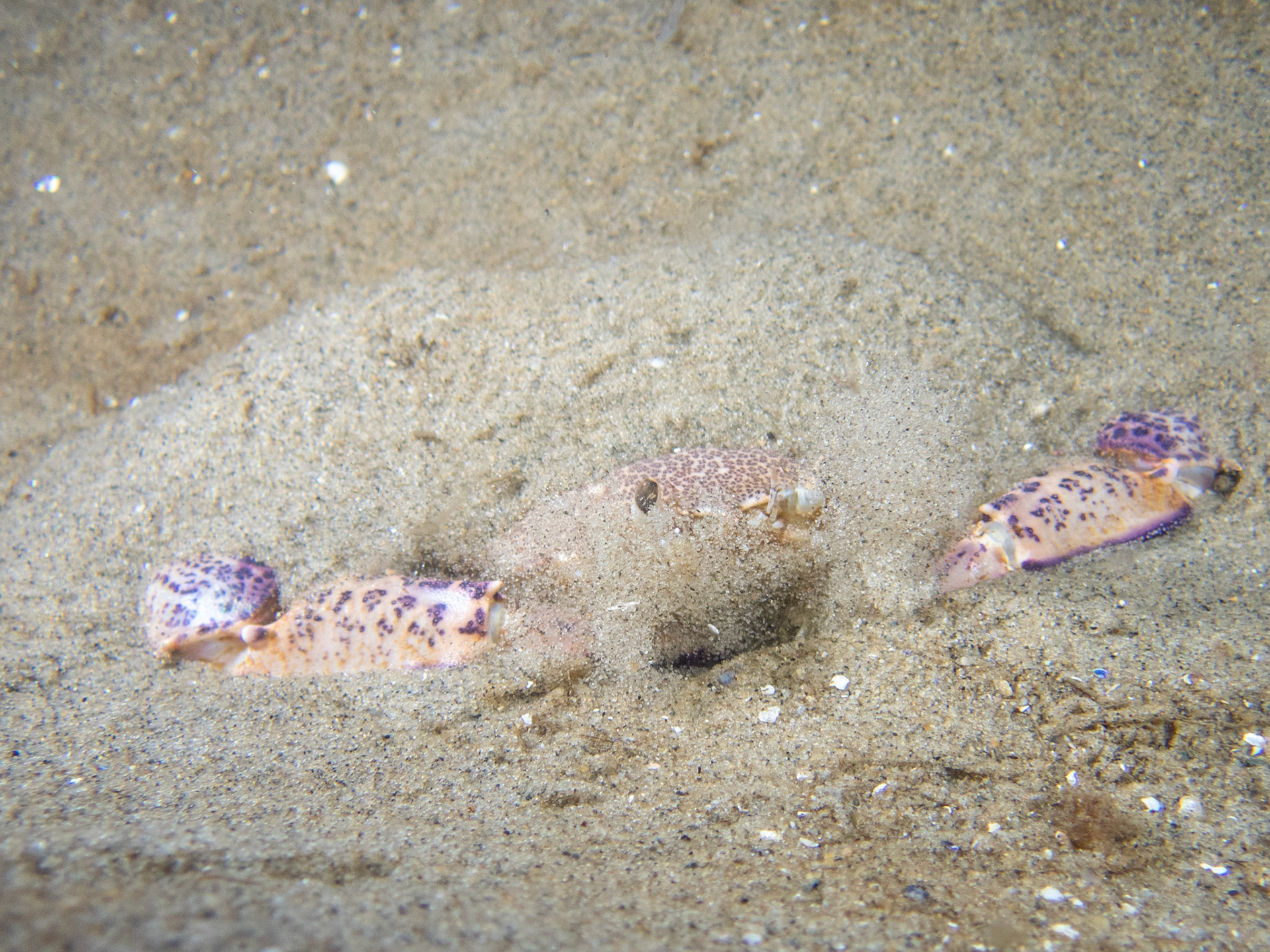 Ocellate Lady Crab burying in the sand