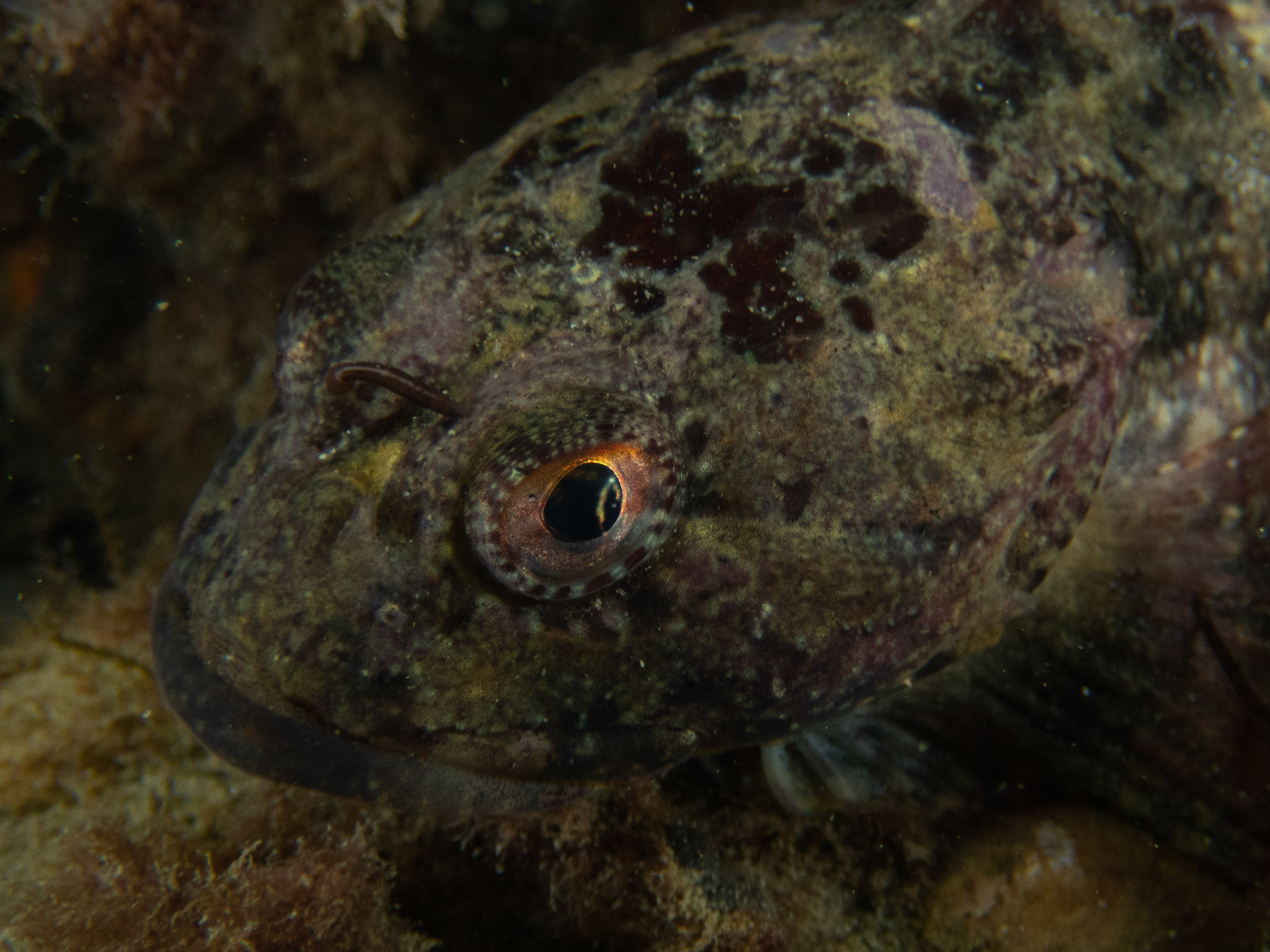 Shorthorn Sculpin