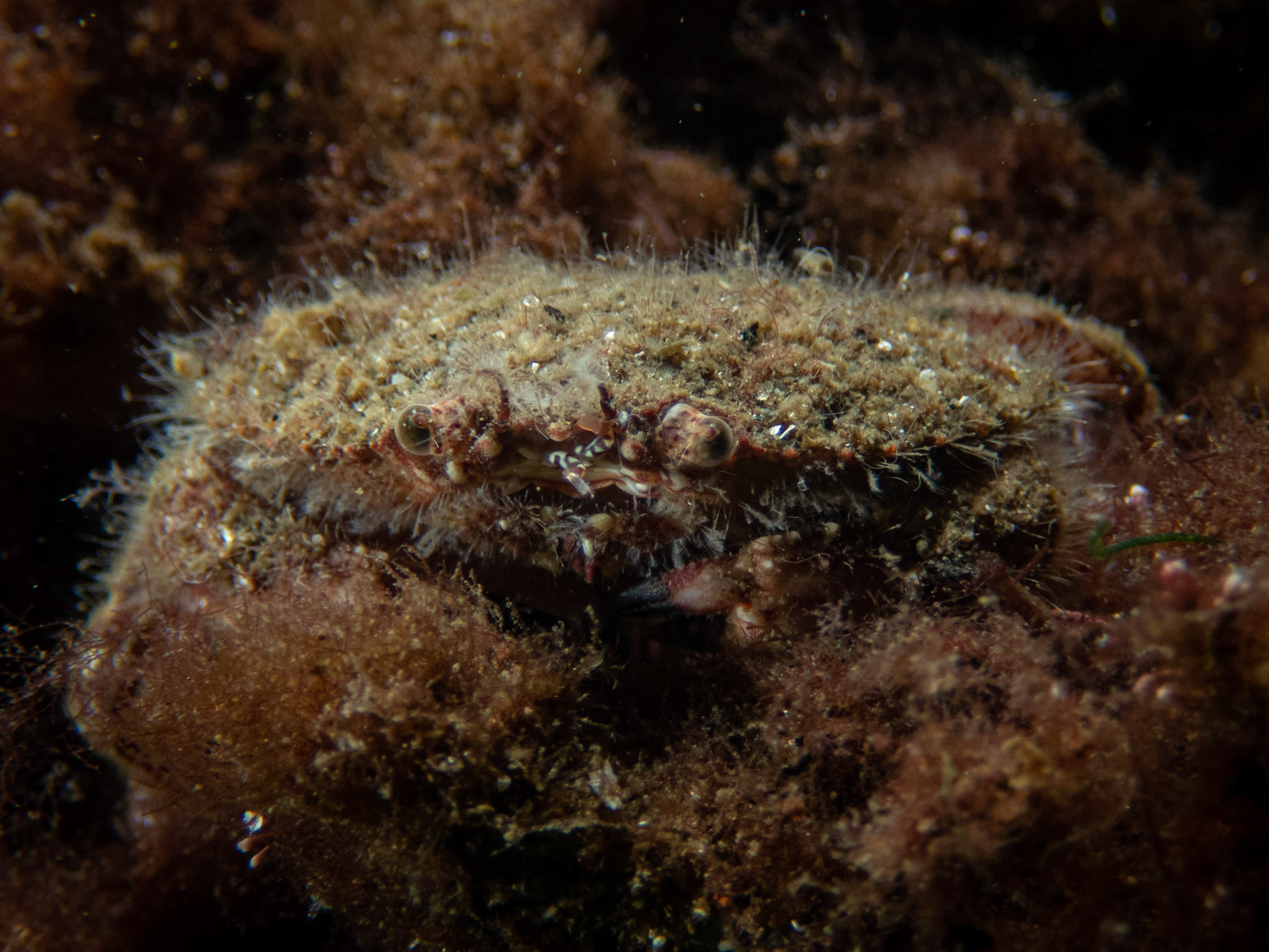 Juvenile rock crab
