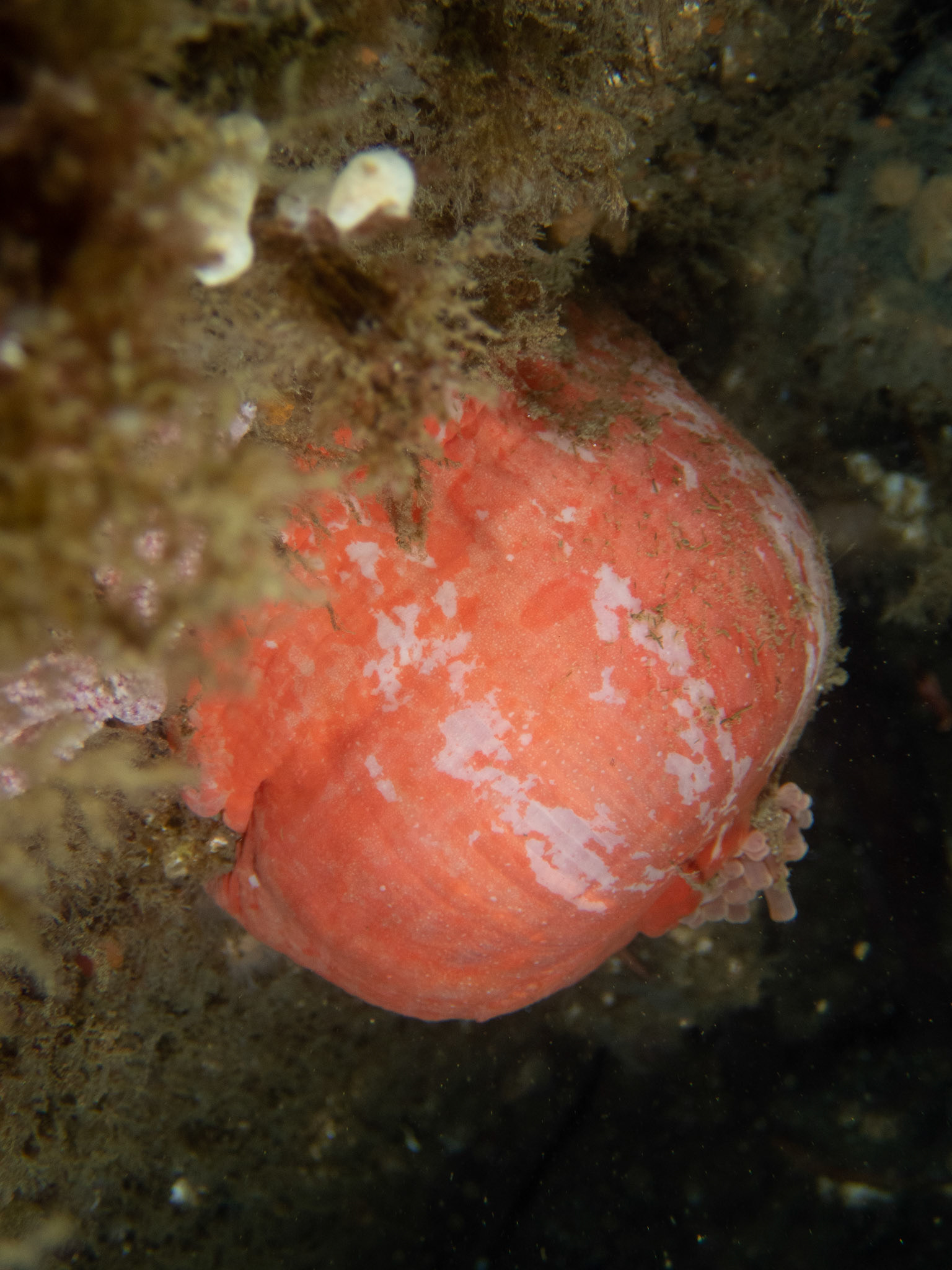 Northern Red Anemone closed up on the way out