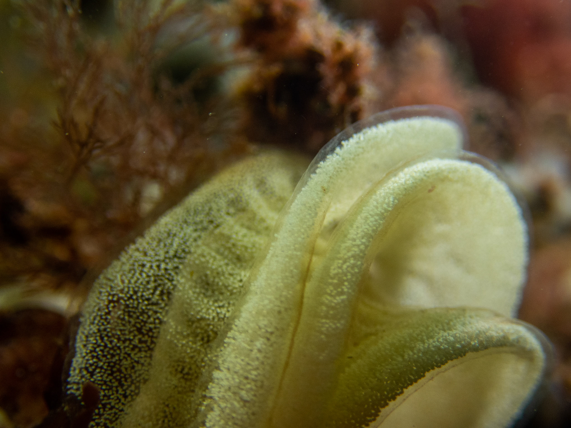 Sea lemon egg ribbons