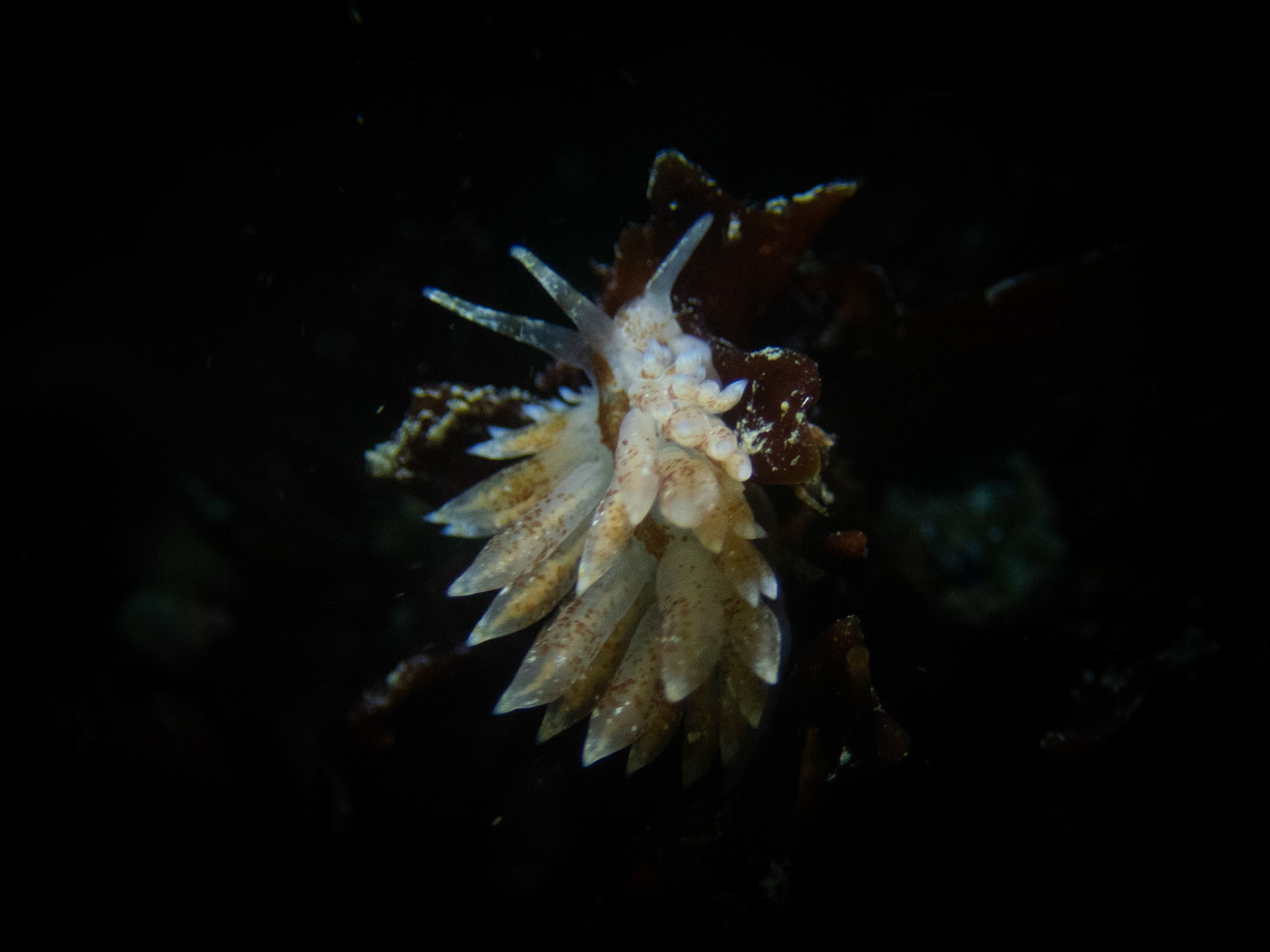Eubranchus pallidus