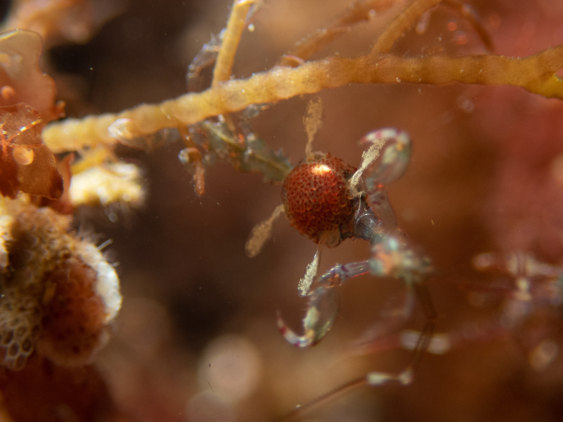 Wider shot of skeleton shrimp eggs