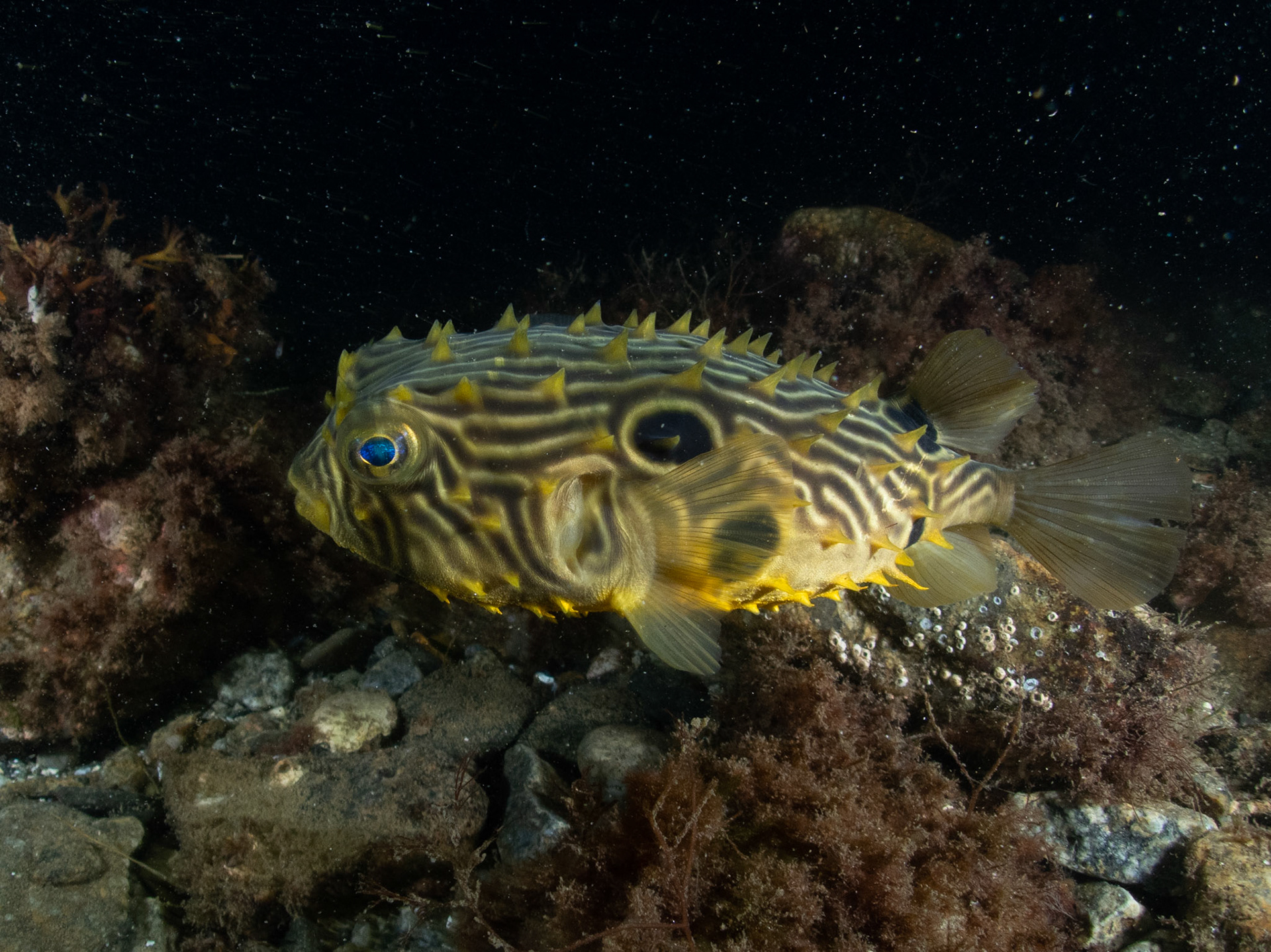 Spotted burrfish