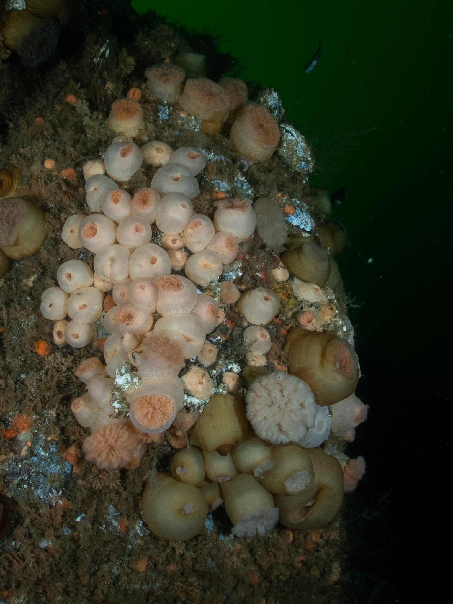 Keep your friends close, your anemones closer