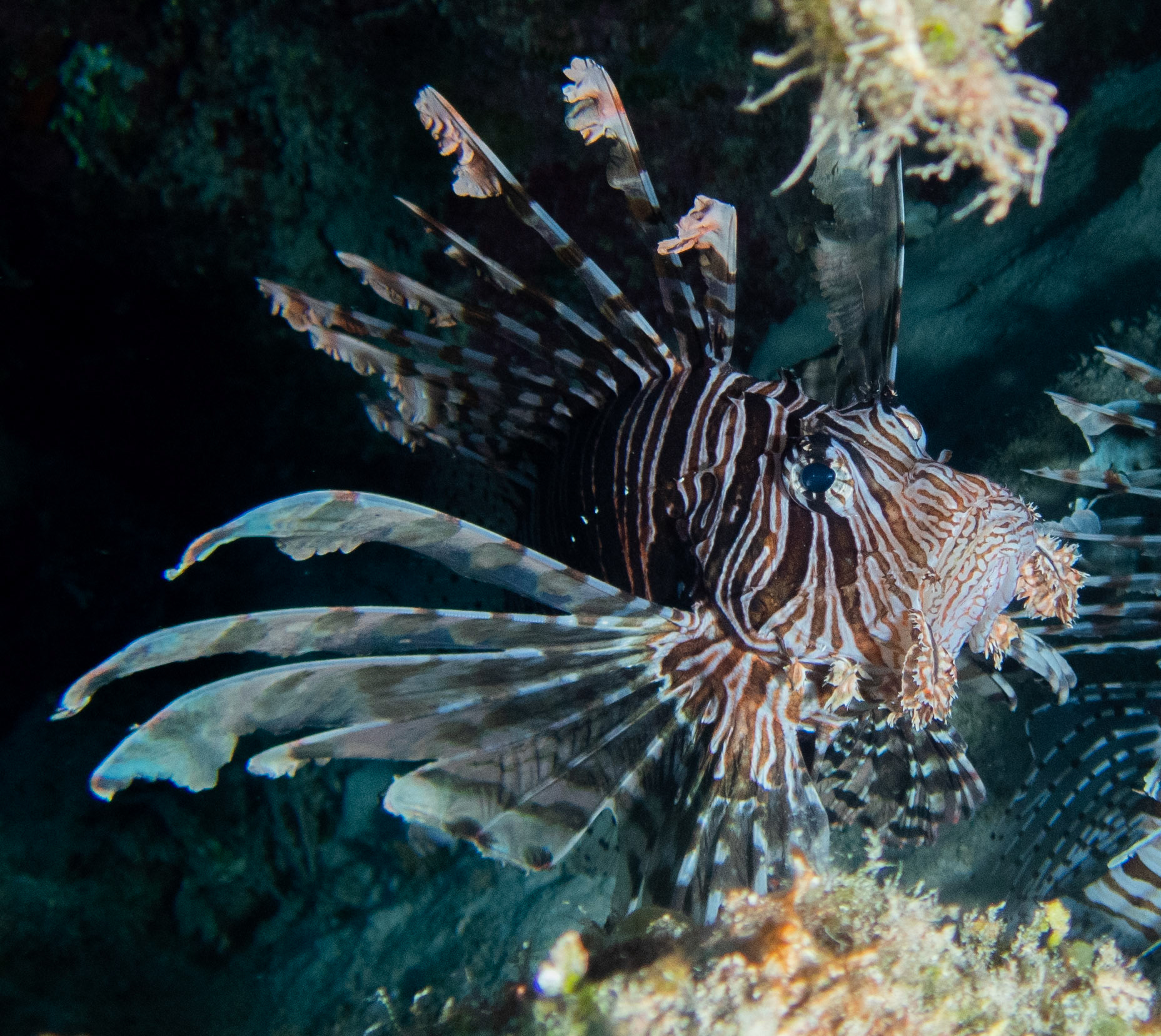 Common Lionfish