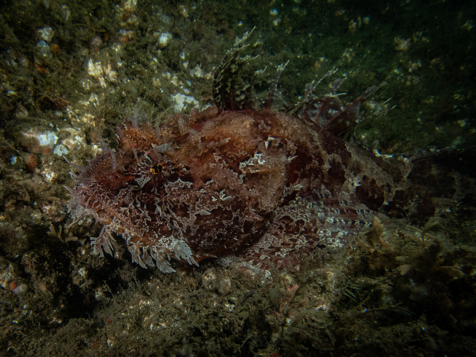 Sea raven