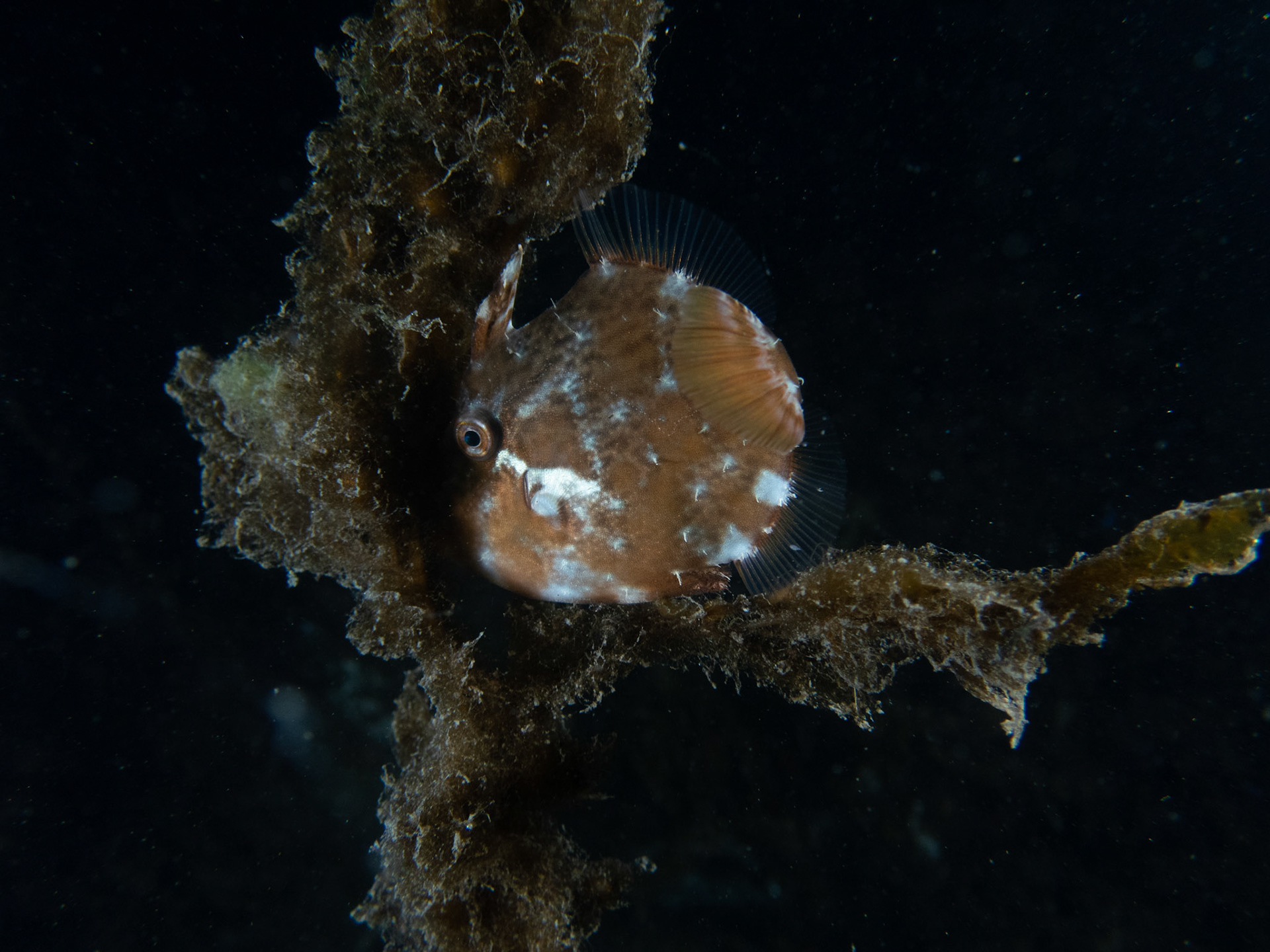 Shy tiny filefish