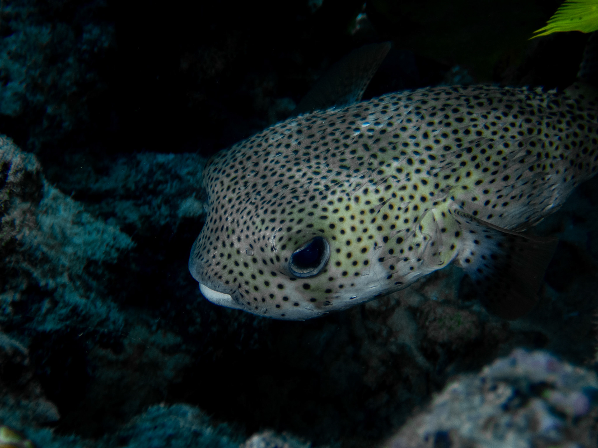 Porcupine Puffer