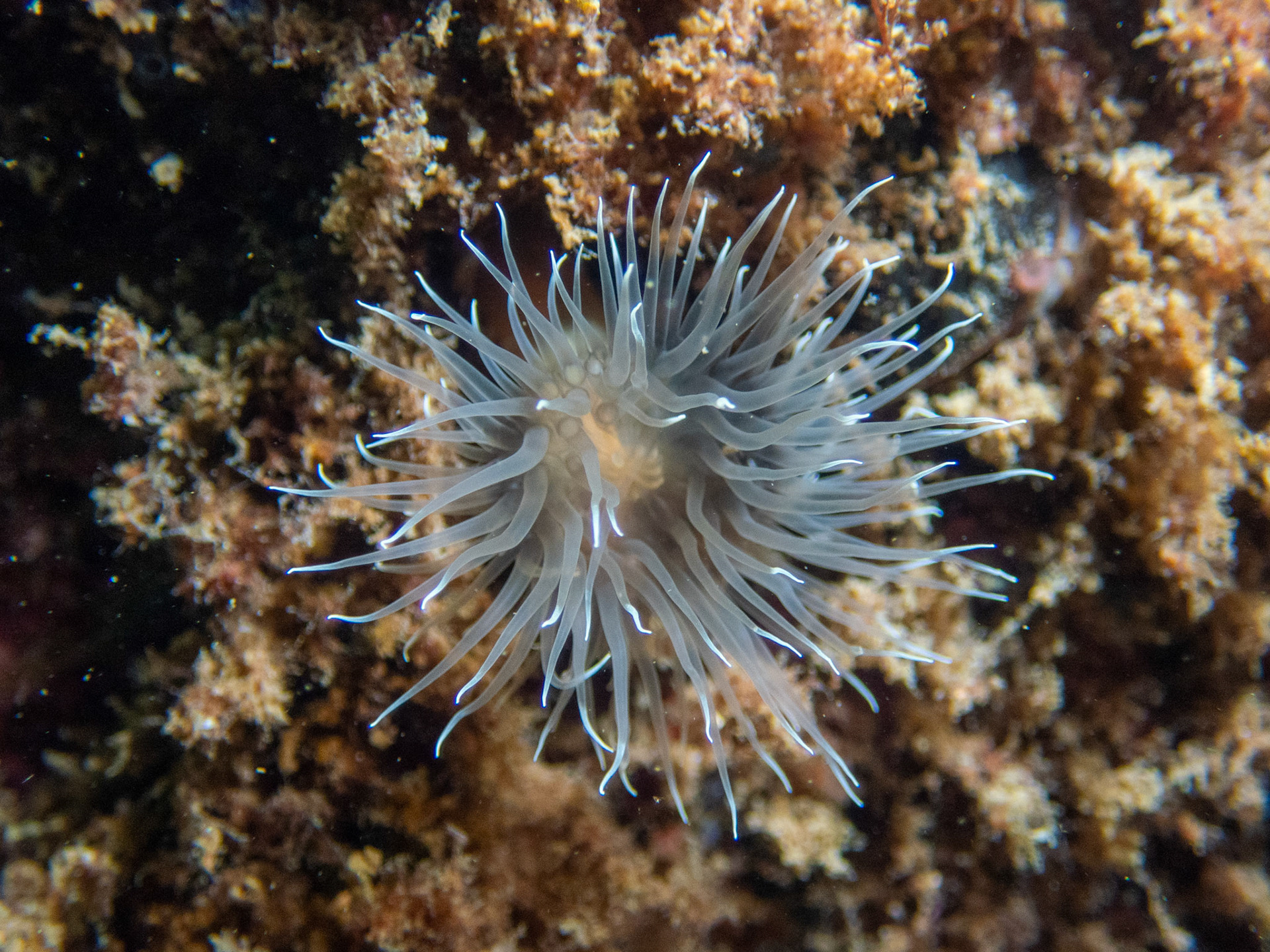 White anemone