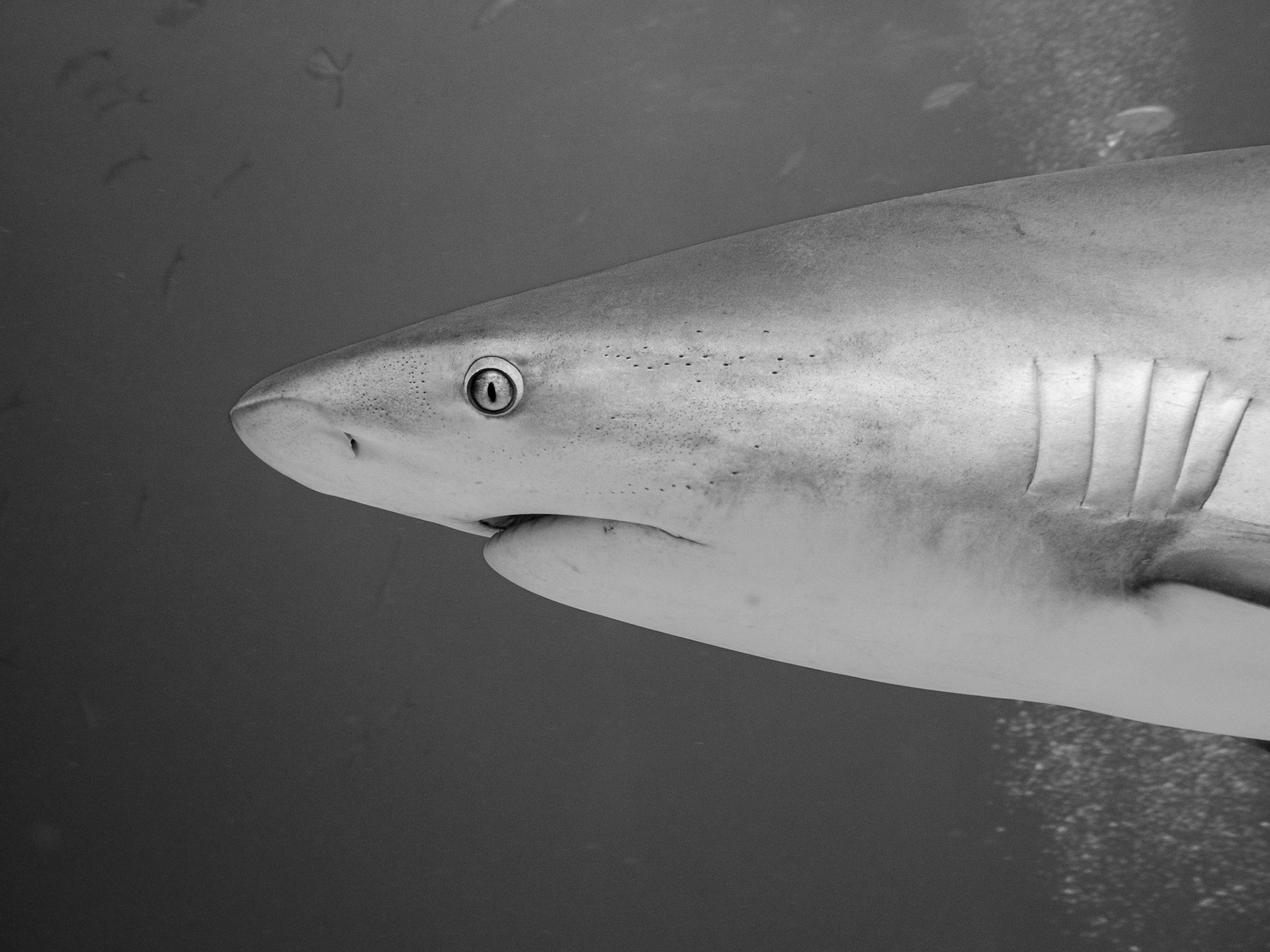 Caribbean Reef Shark