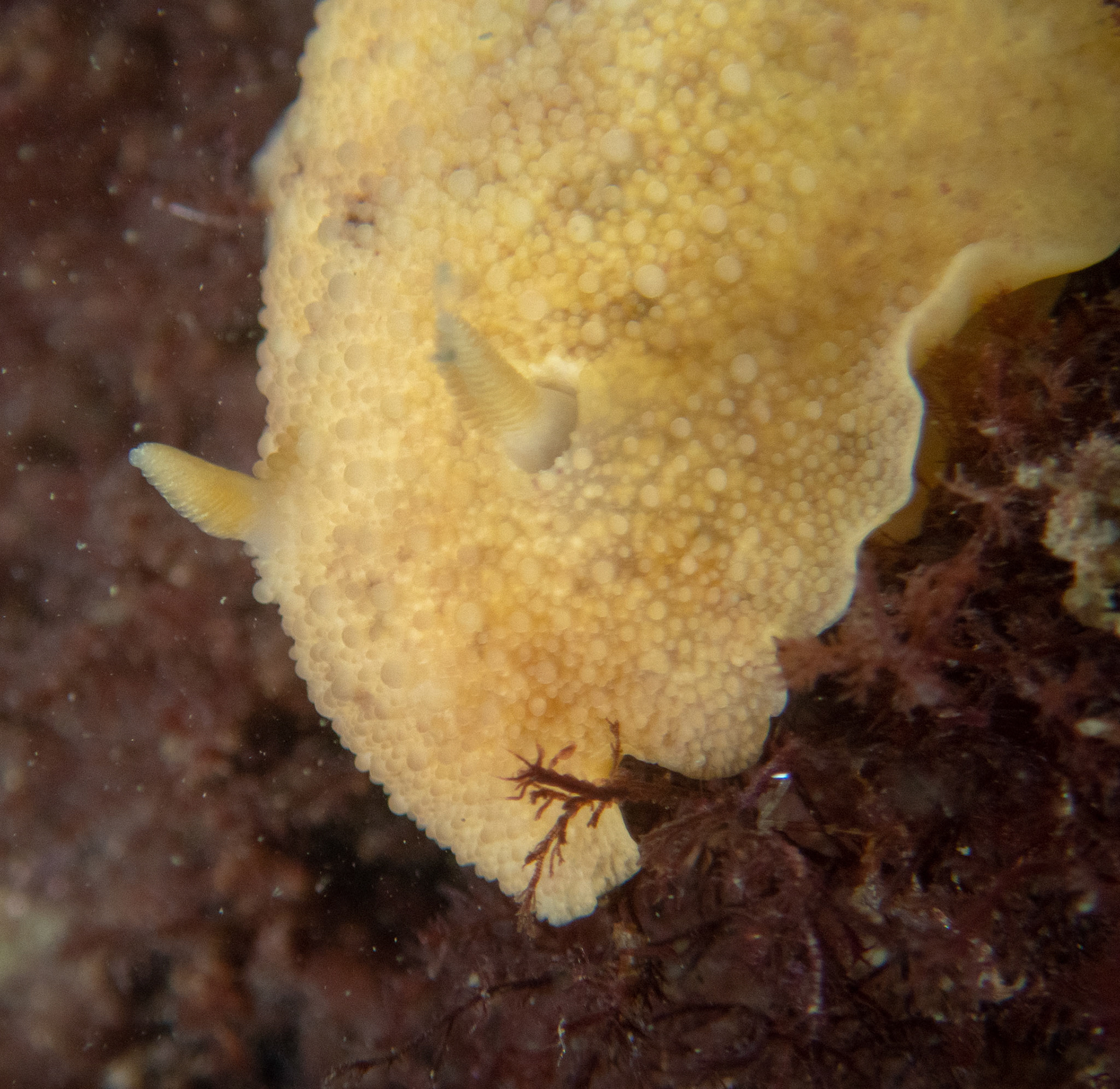Sea lemon