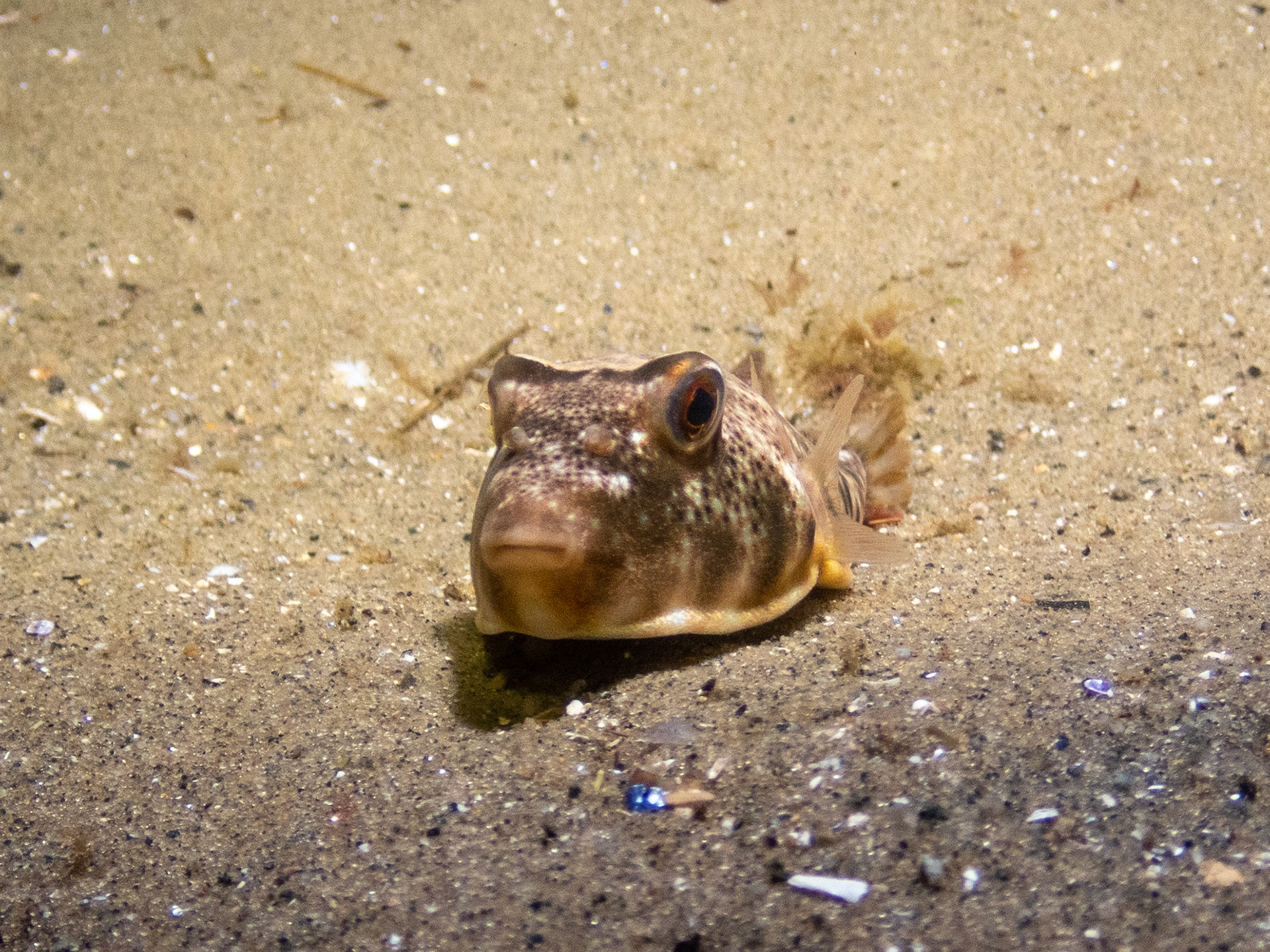 Northern puffer