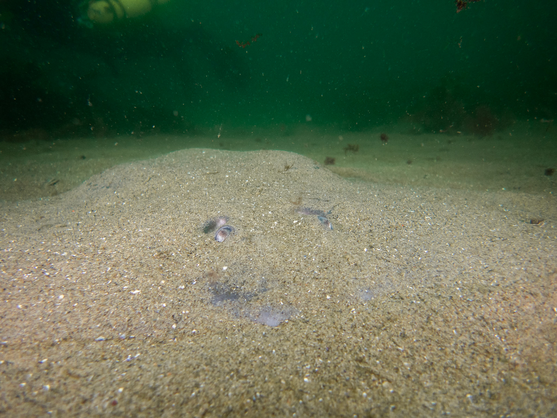 Atlantic Torpedo off the east wall