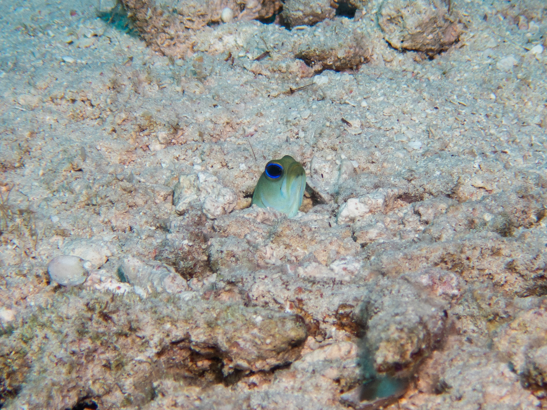 Yellowhead Jawfish