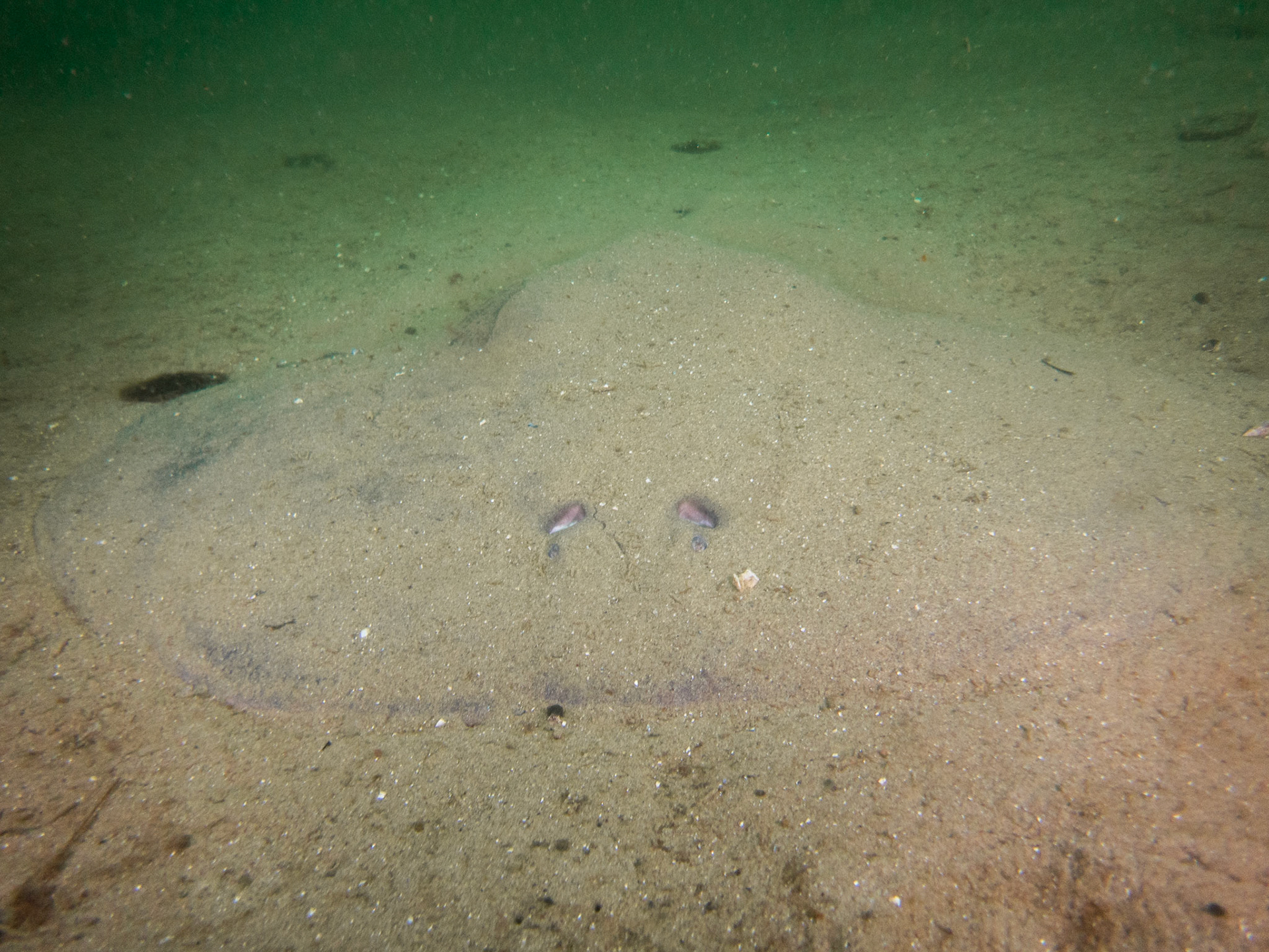 Atlantic Torpedo off the west wall