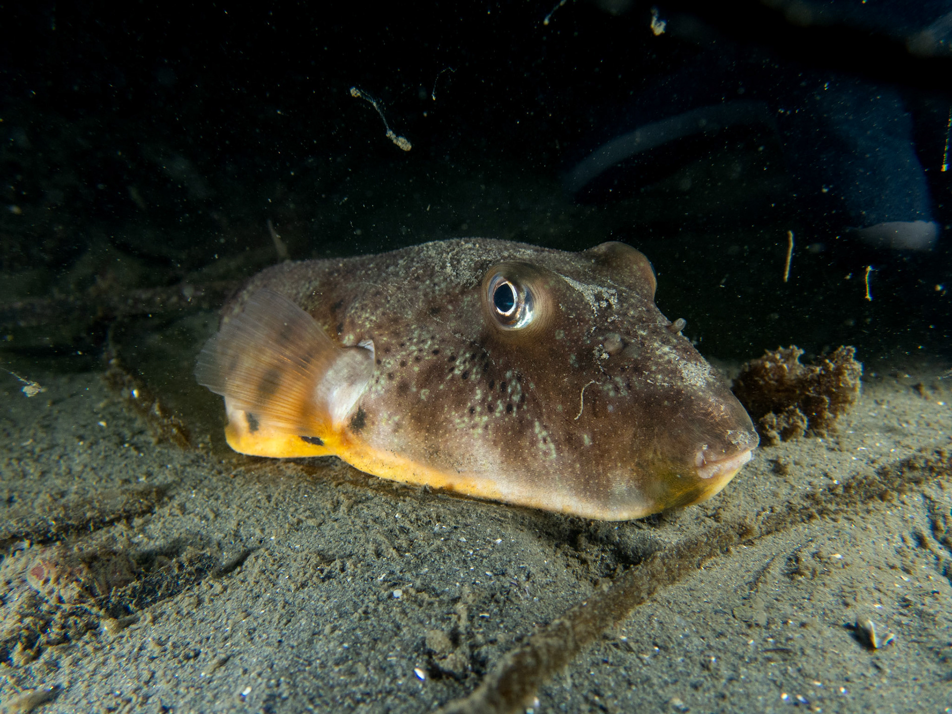 Chunky northern puffer in the sand