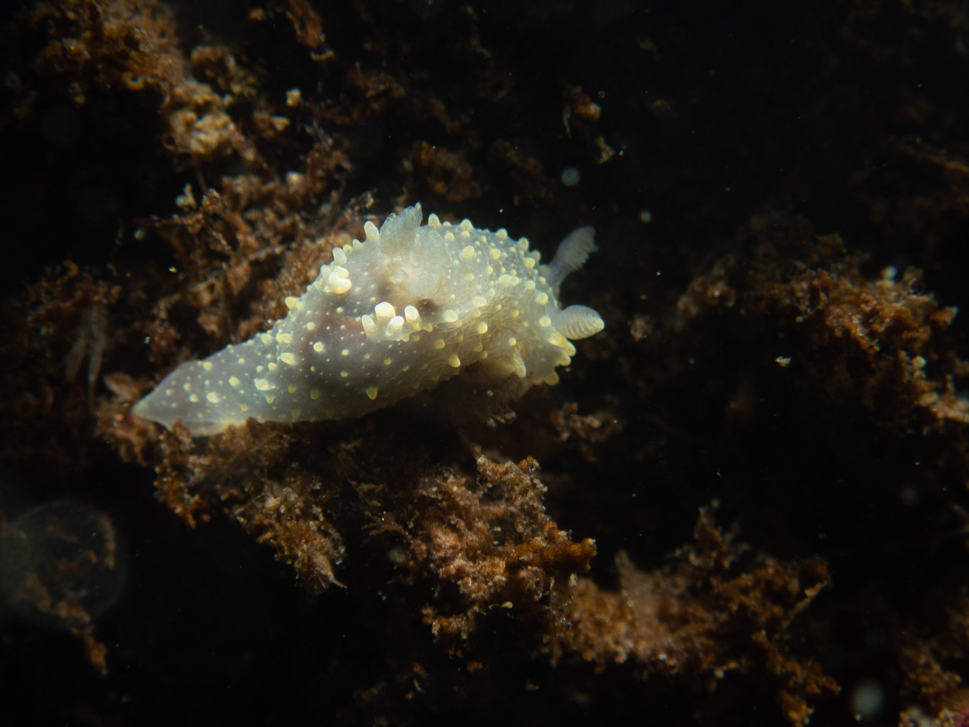 Rim-backed nudibranch