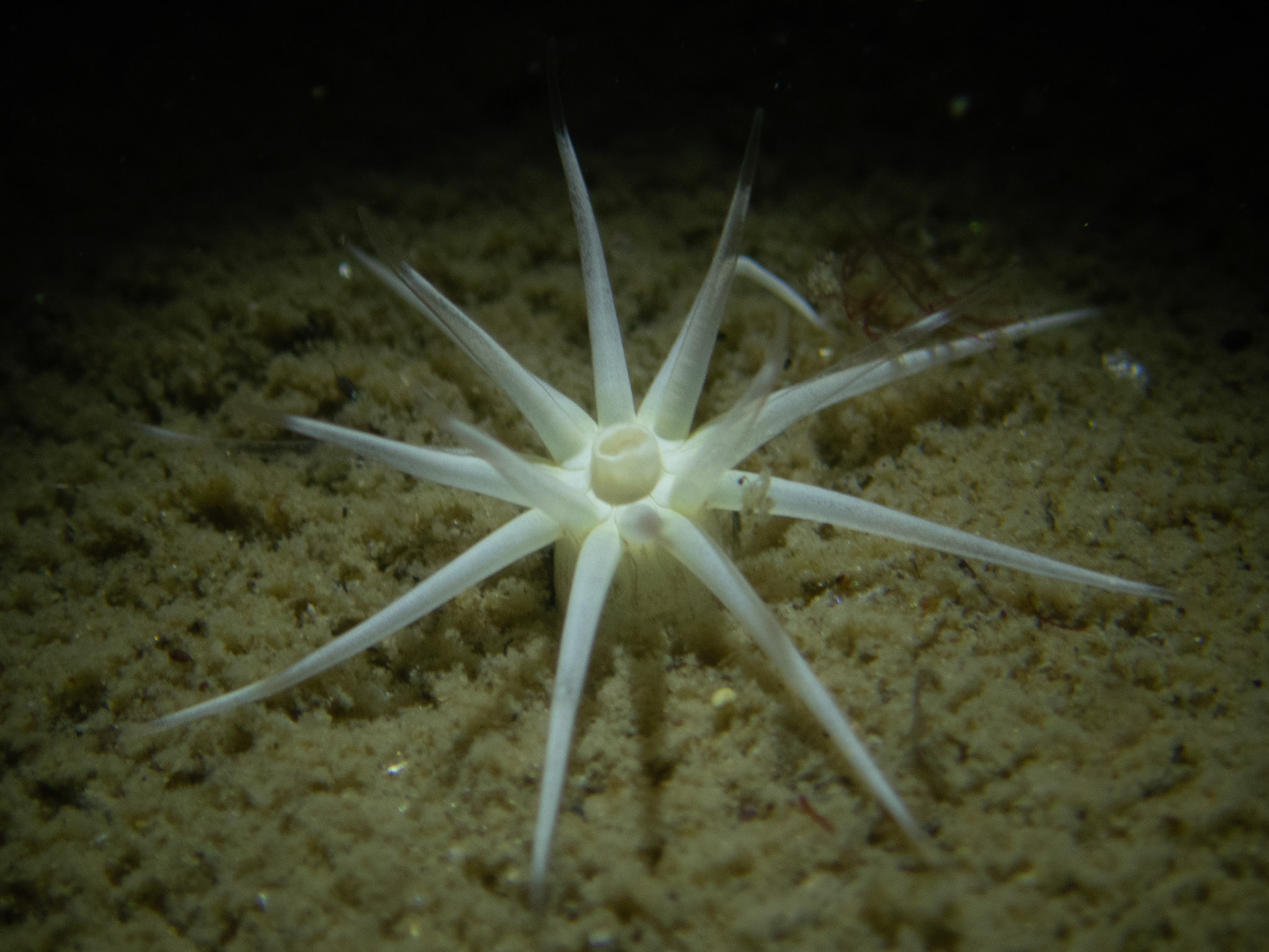 Burrowing anemone