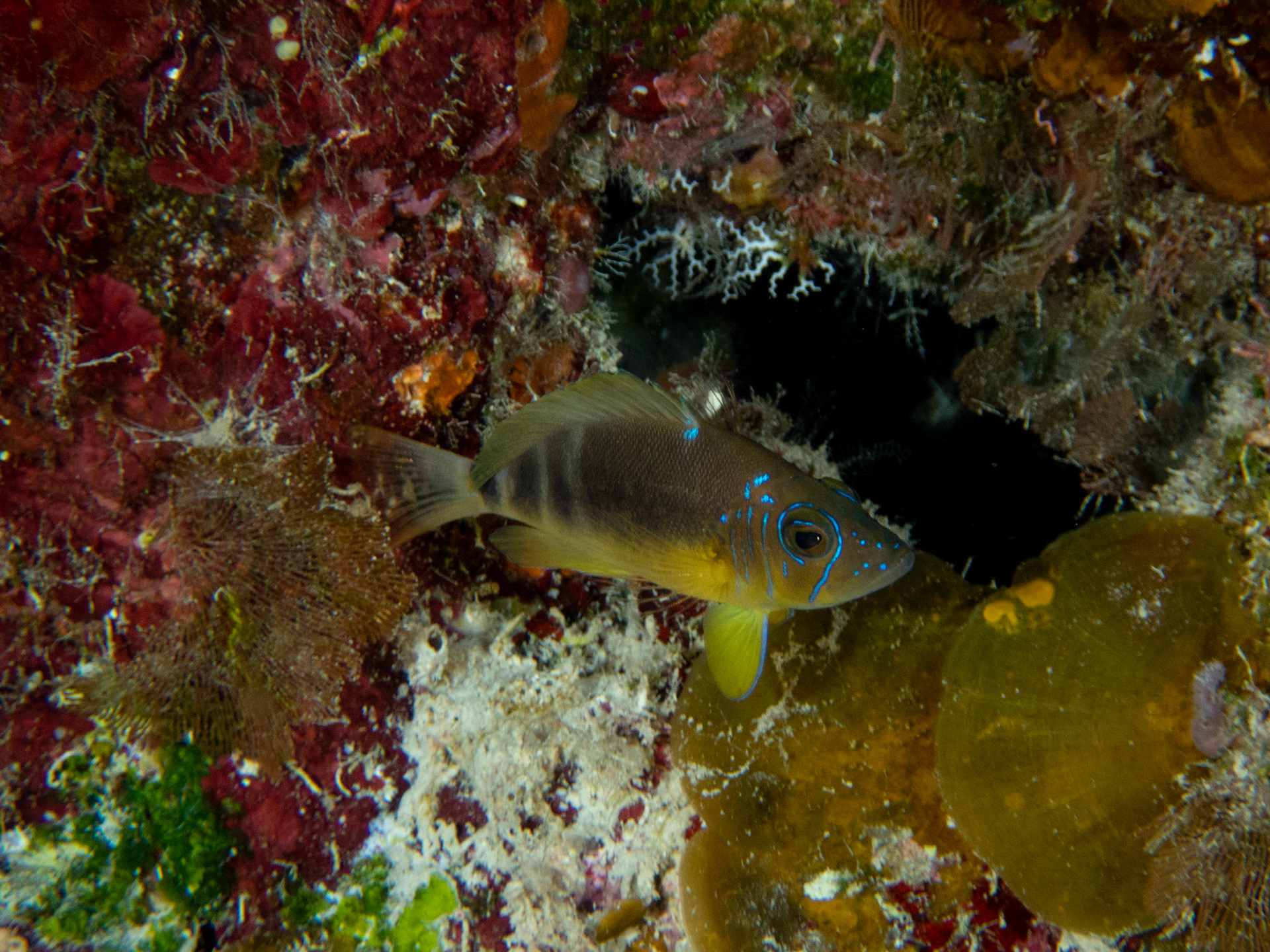 Barred Hamlet