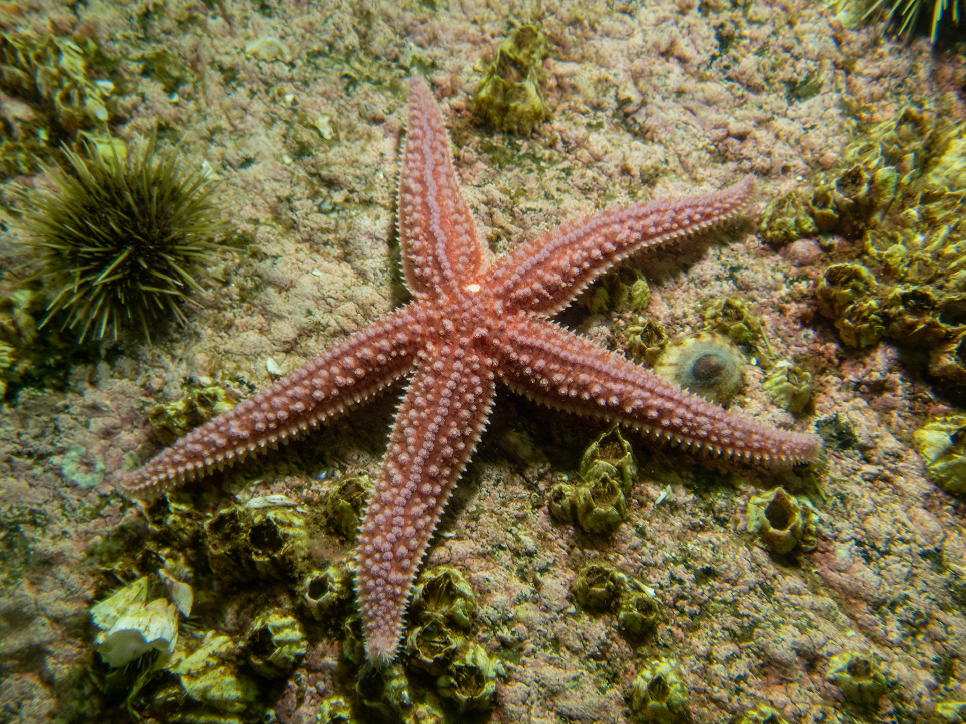 Pink starfish out for a stroll amongst the other invertebrates