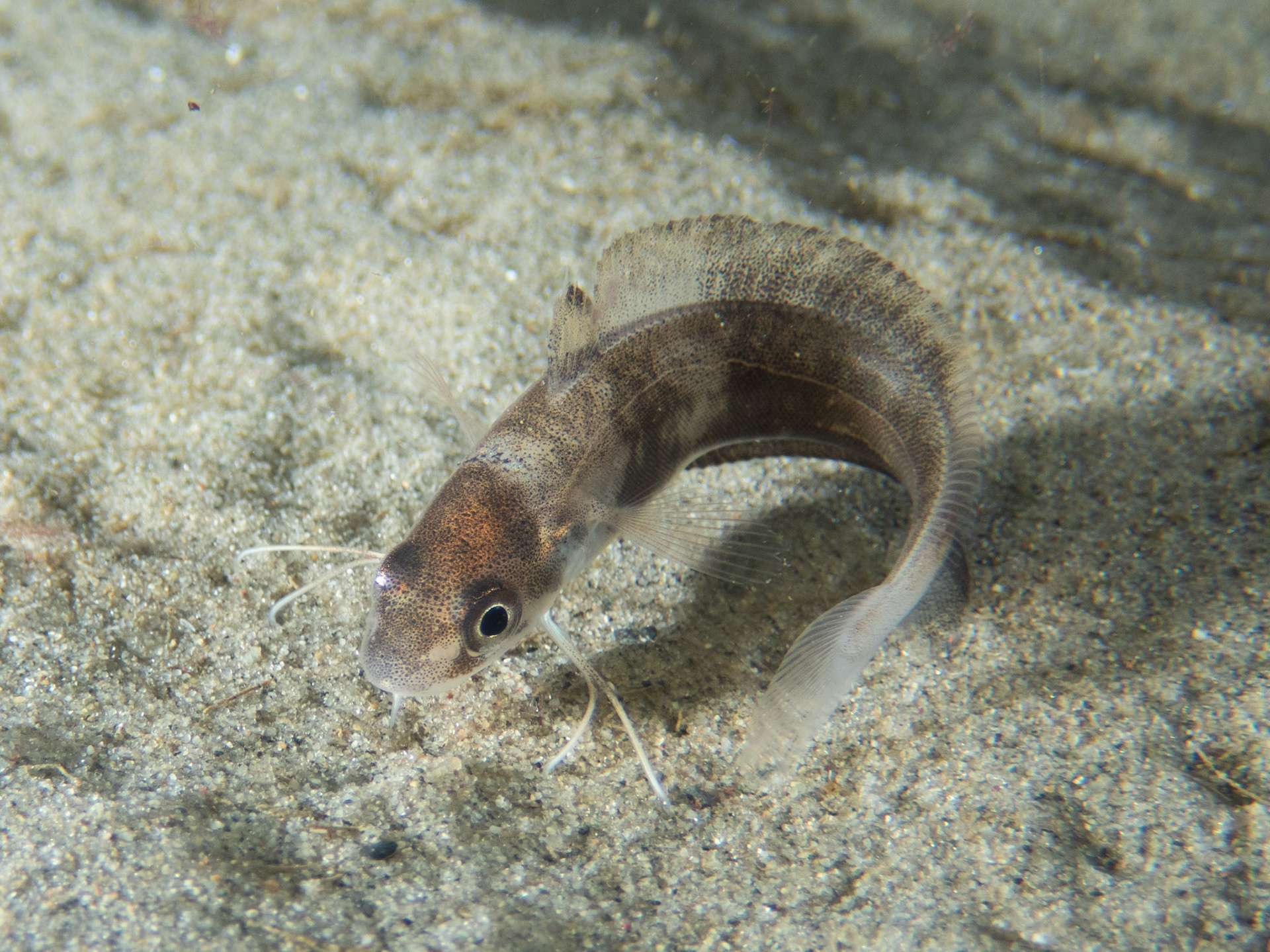 Juvenile Hake
