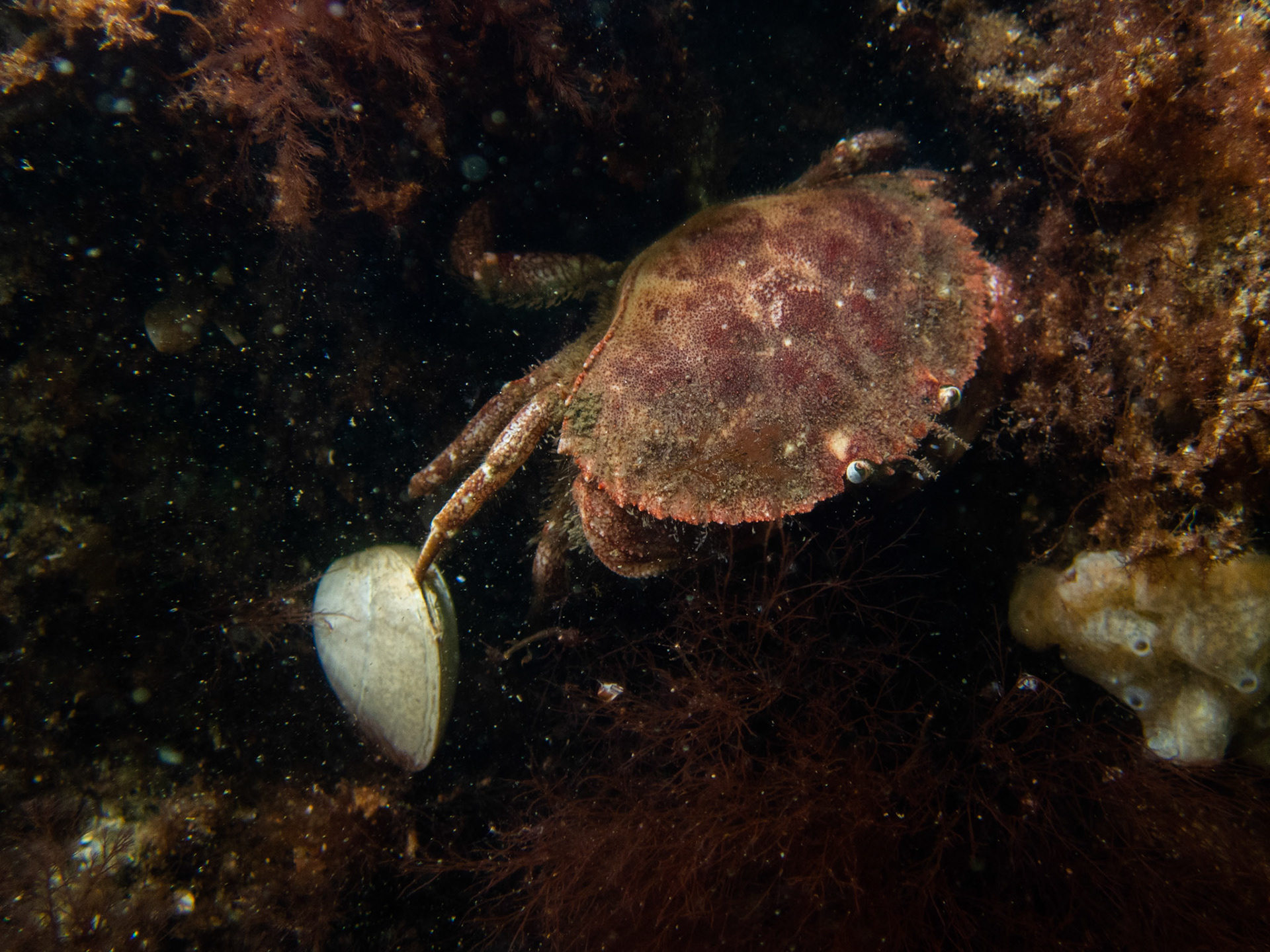Crab with its leg stuck in a clam...